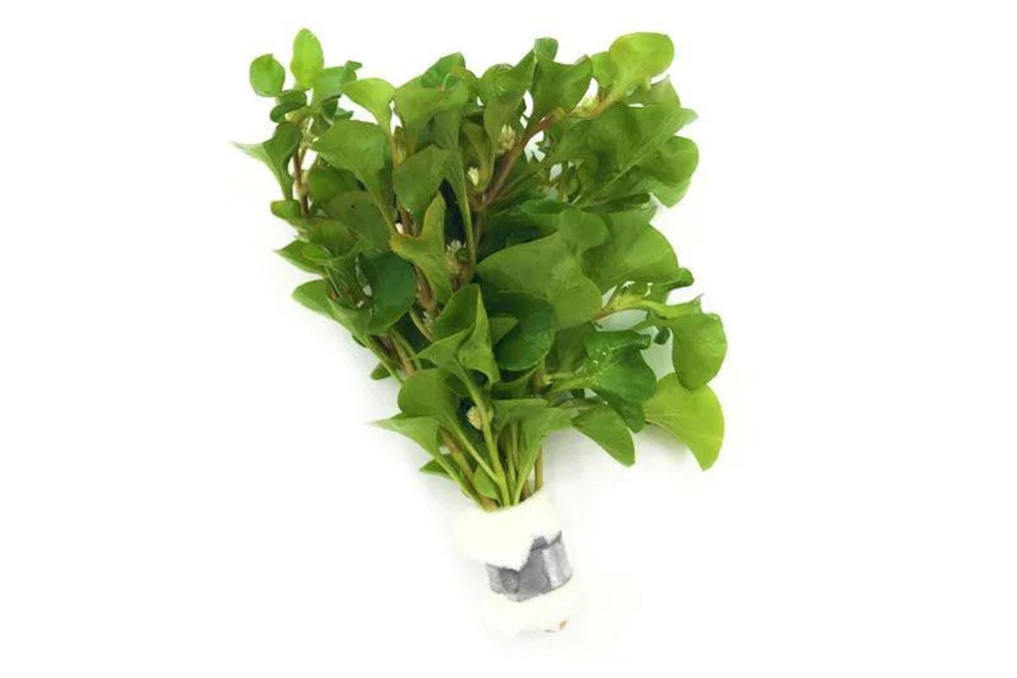 Alternanthera Bettzickiana Green