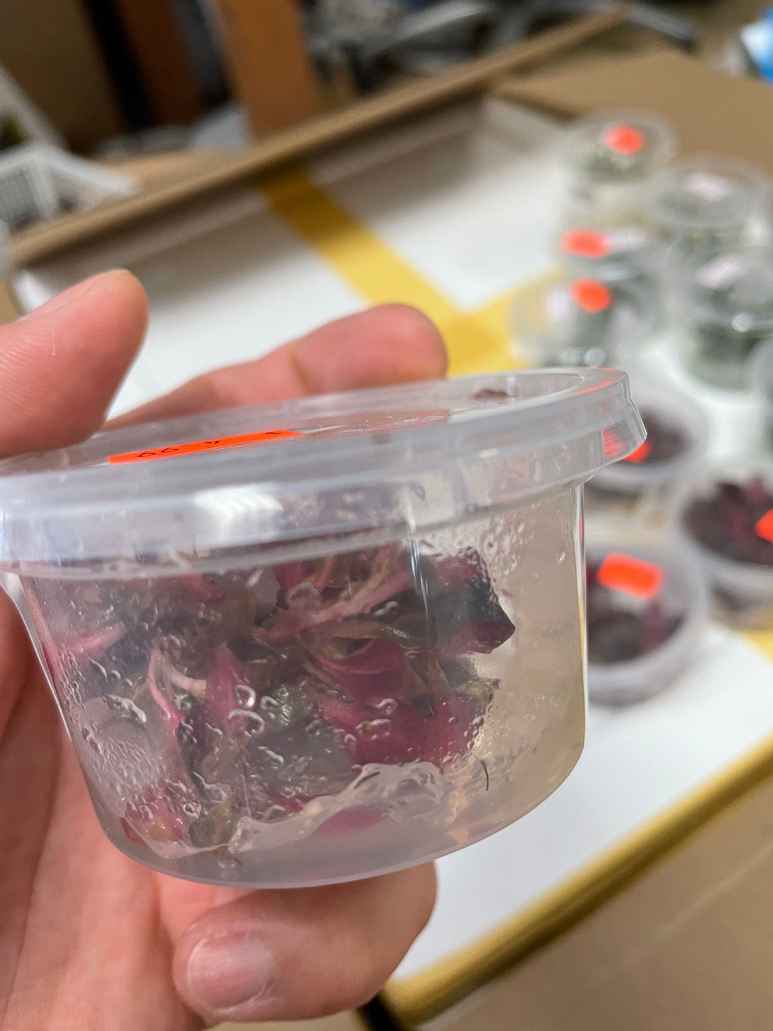 Alternanthera Reineckii Tissue Culture