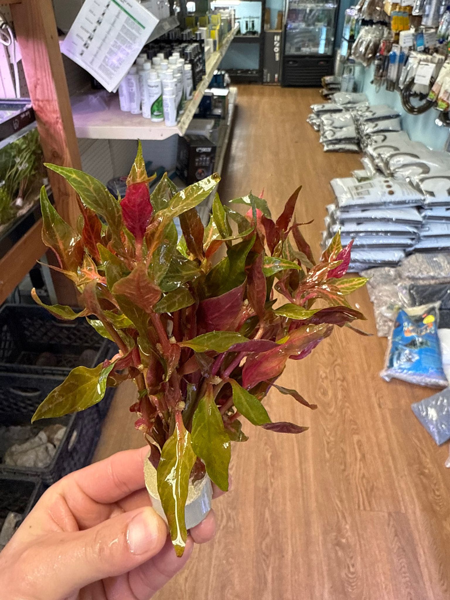 Alternanthera Rosanervig Bunch