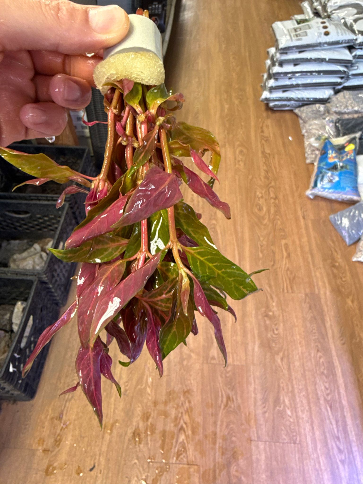 Alternanthera Rosanervig Bunch