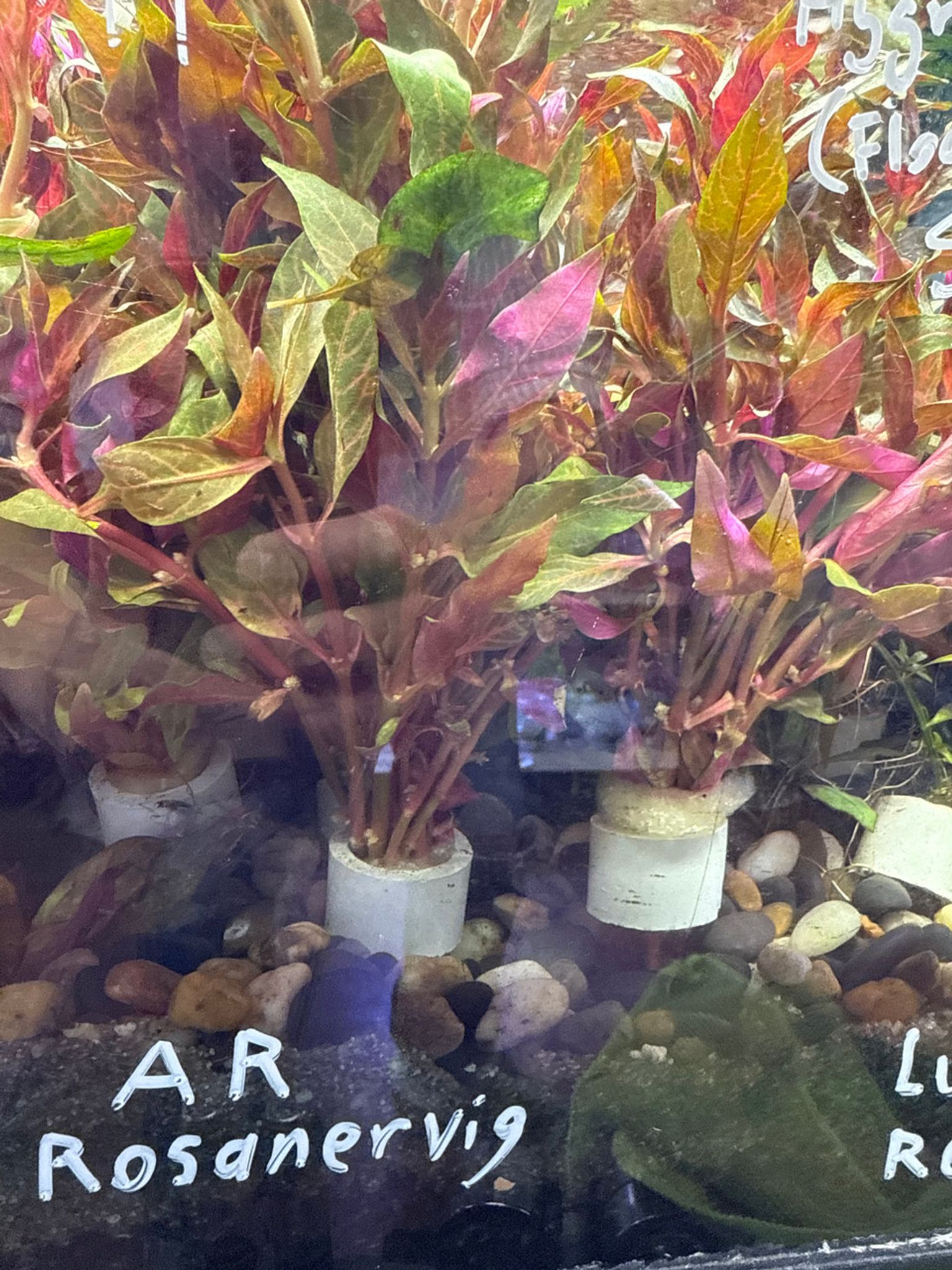 Alternanthera Rosanervig Bunch