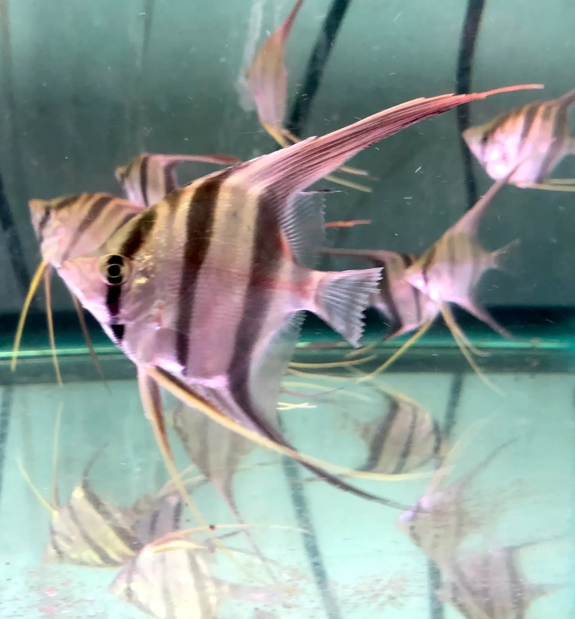 Angelfish Statistics 2026: Popularity, Prices & Varieties