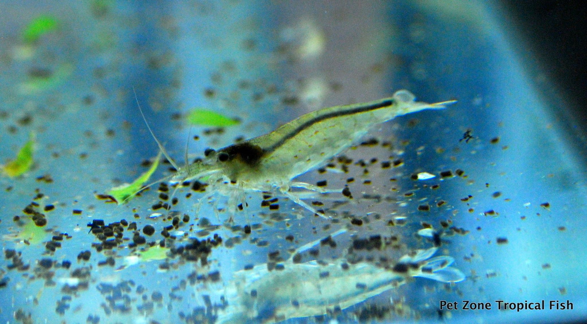 Amano Shrimp - Small