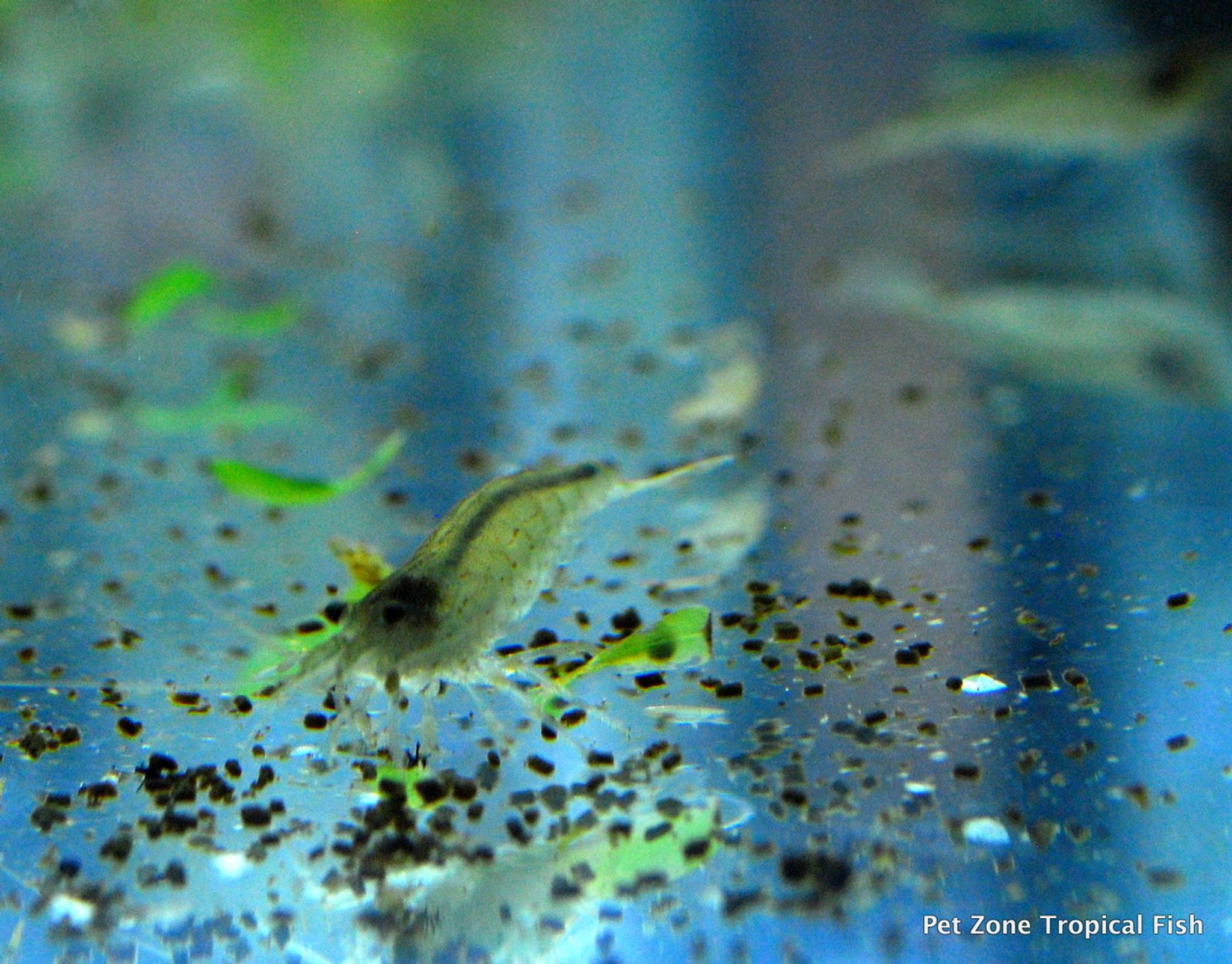 Amano Shrimp - Small