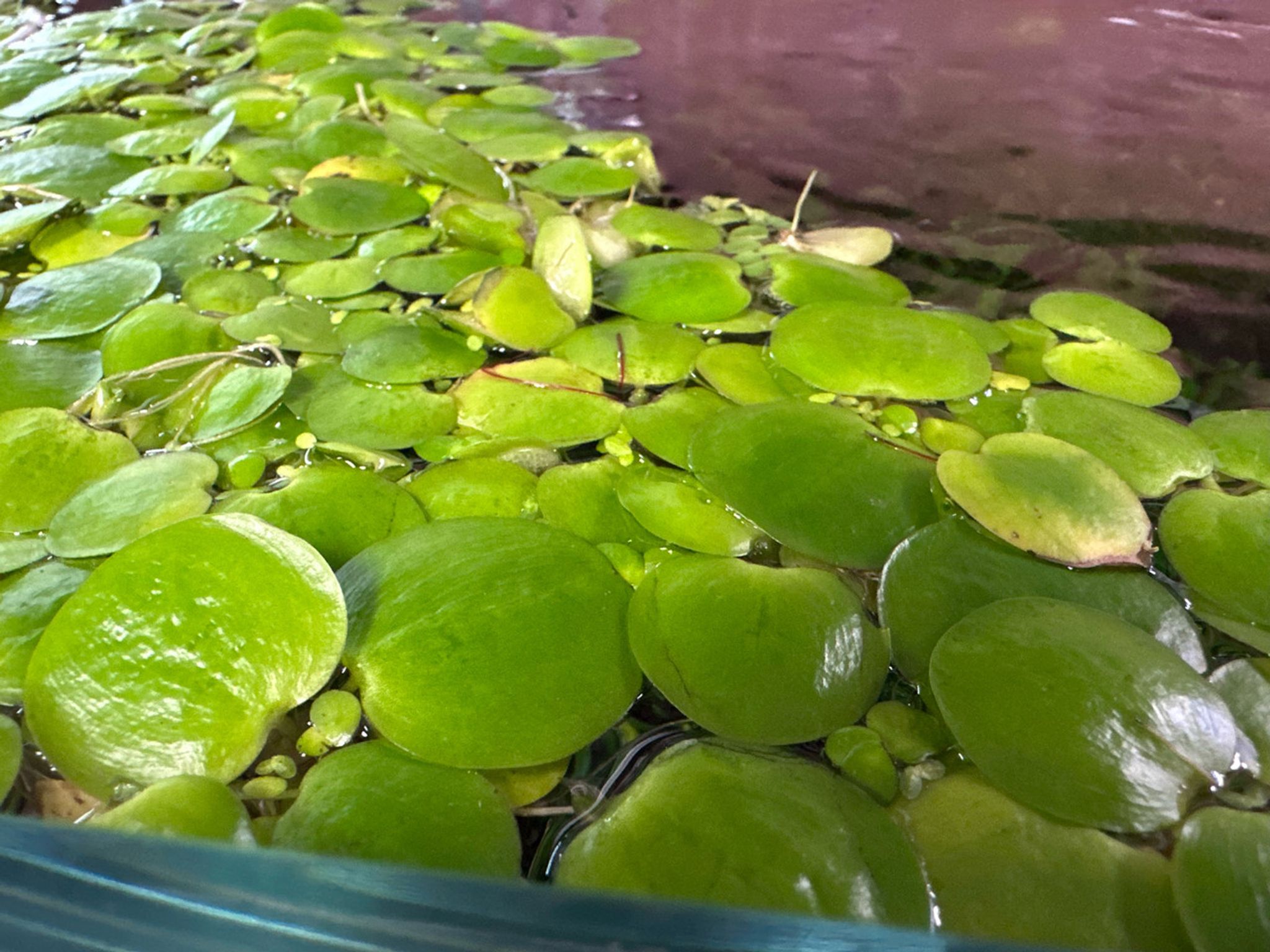 Amazon Frogbit Floater Plant