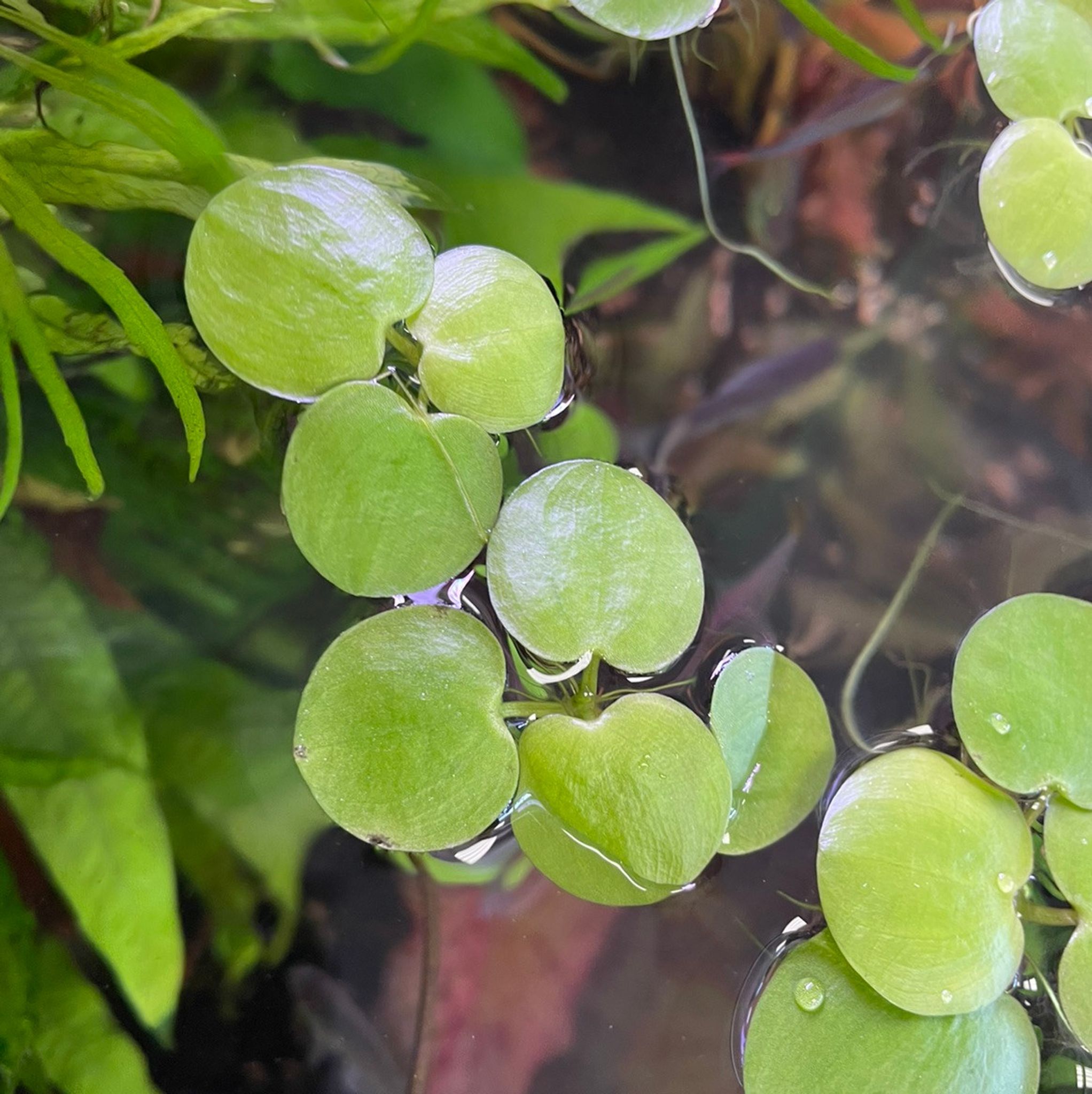 Amazon Frogbit Floater Plant