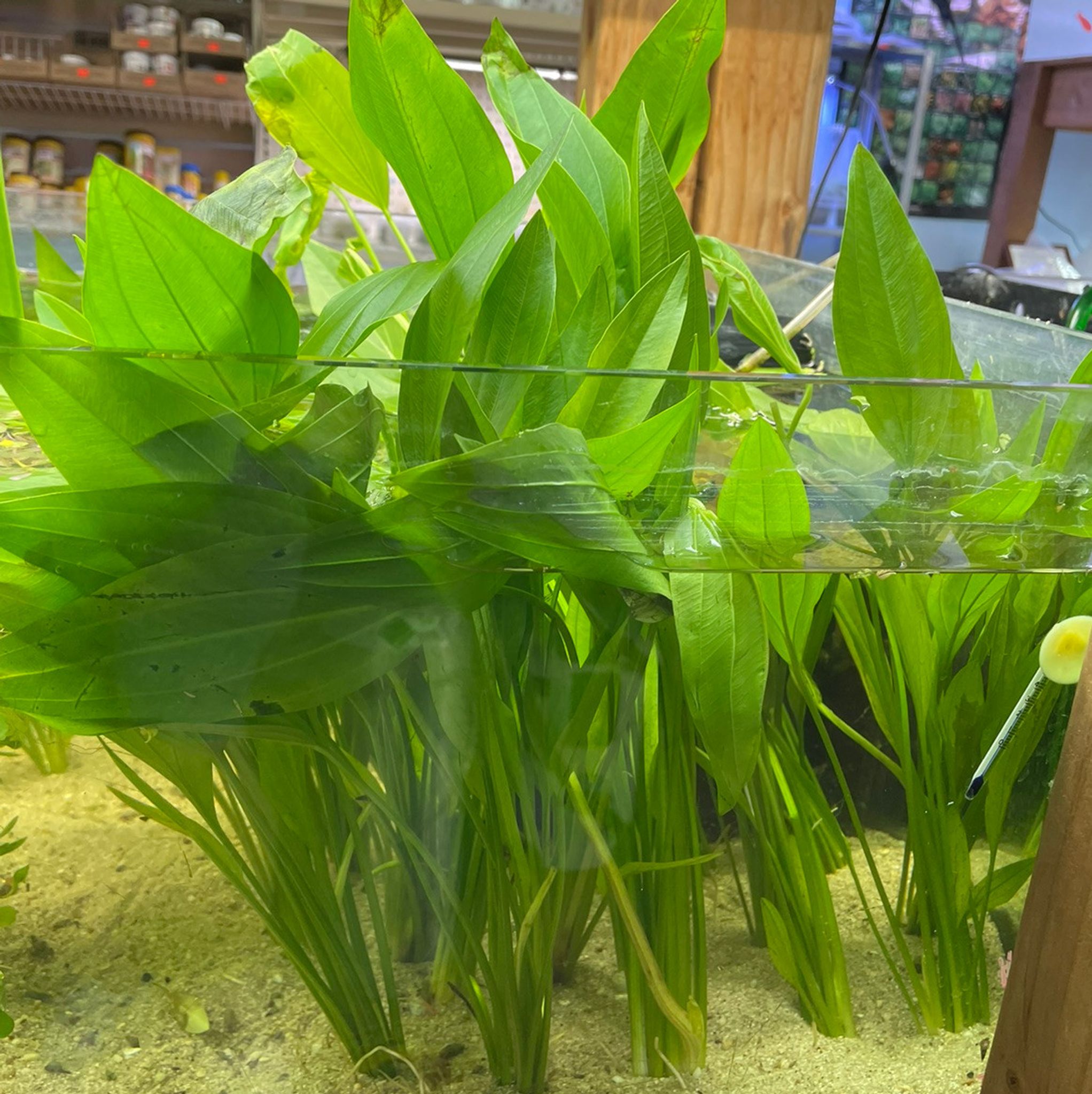 Amazon Sword Plant