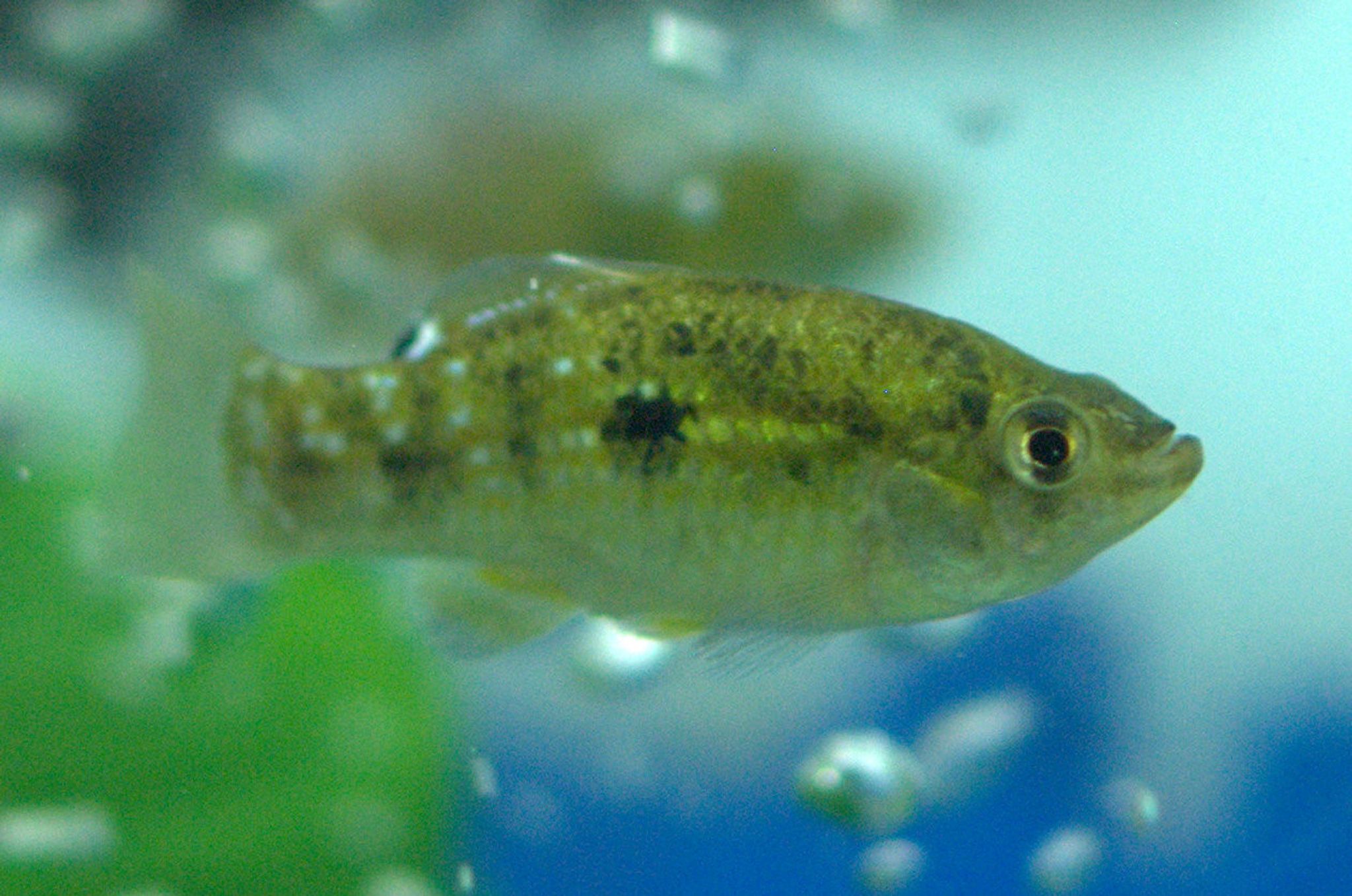 American Flag Fish