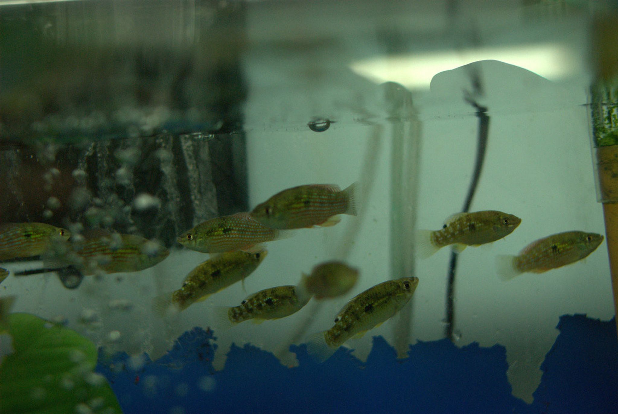 American Flag Fish