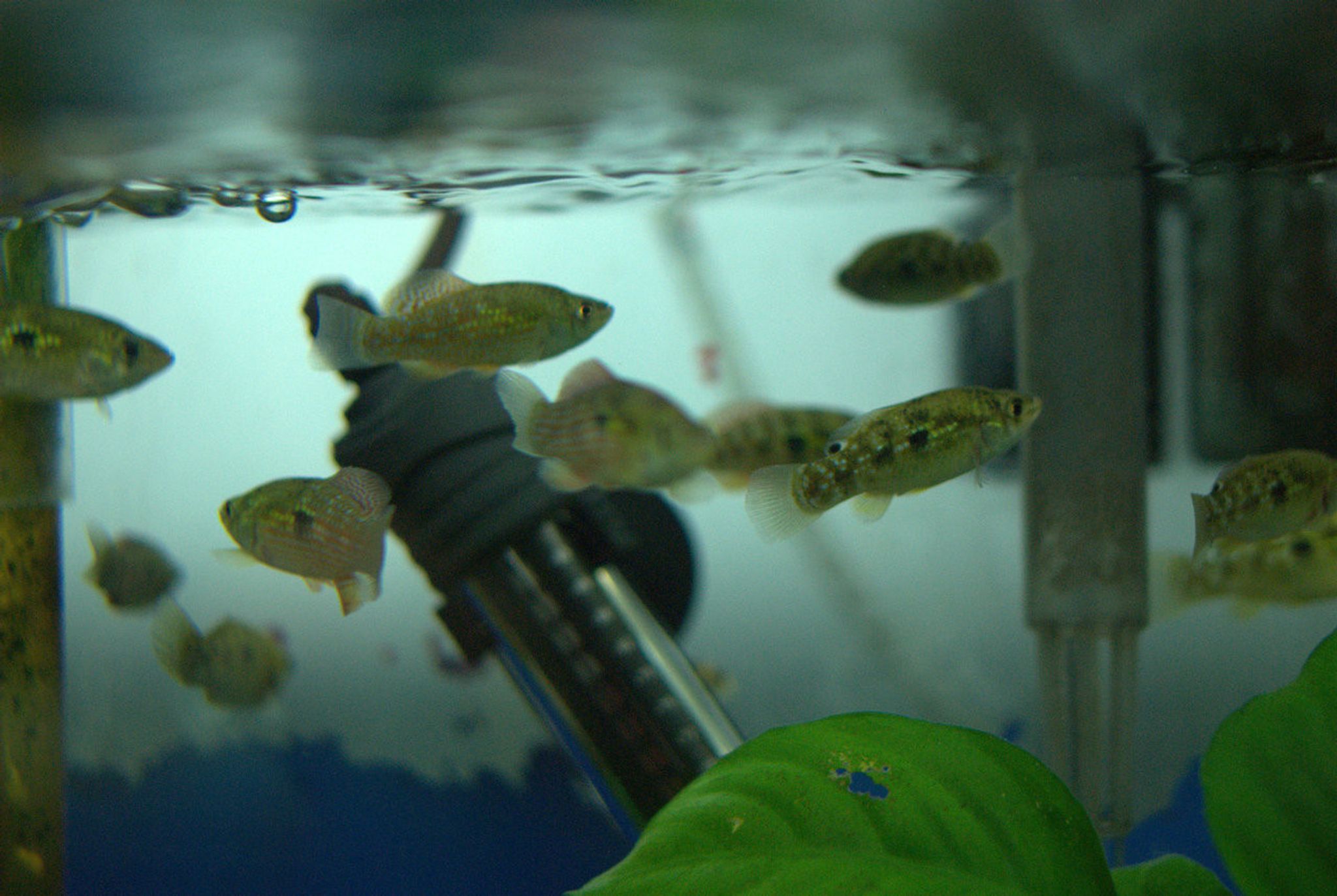 American Flag Fish