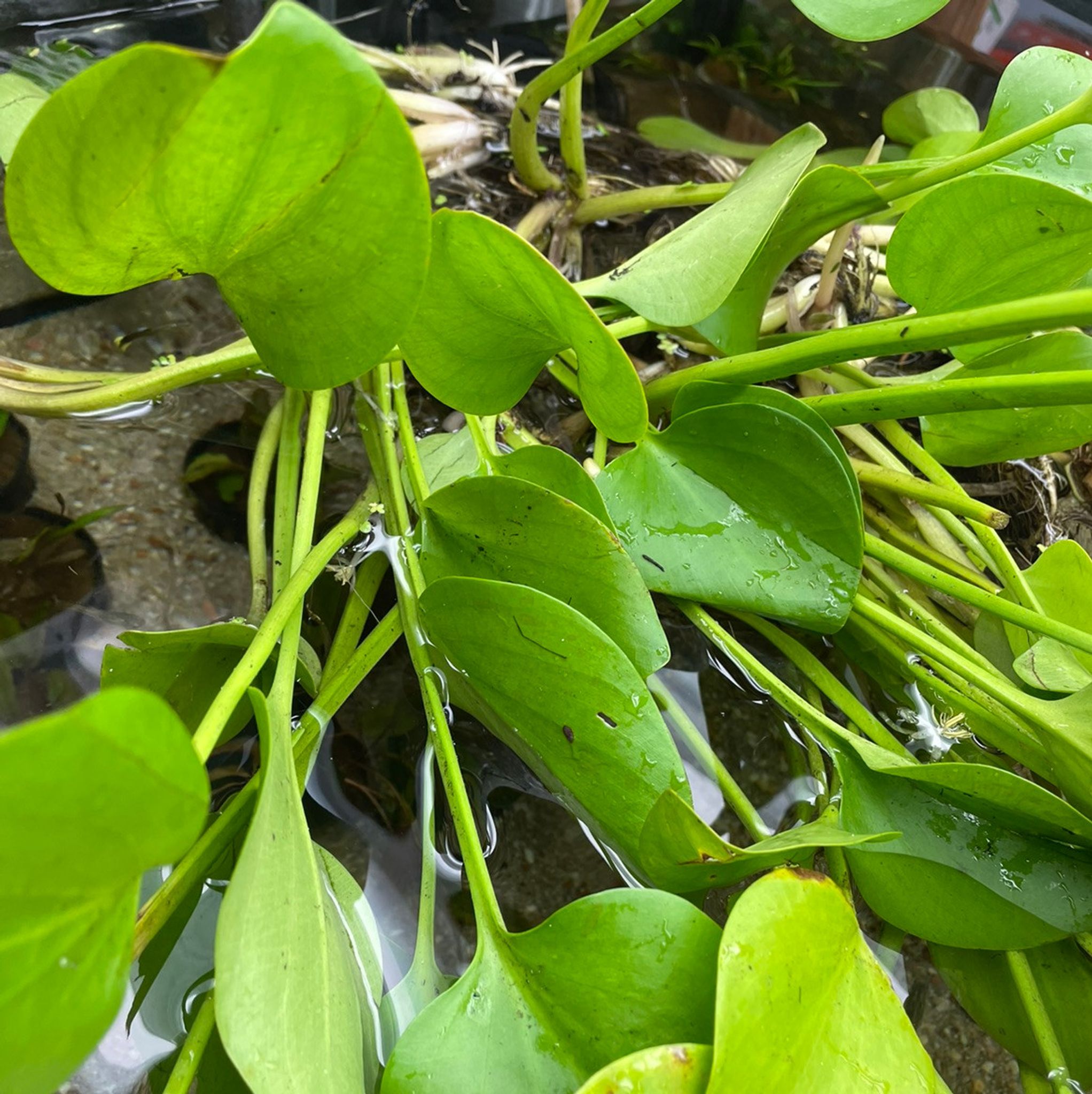 AMERICAN FROGBIT 'Spongeplant'