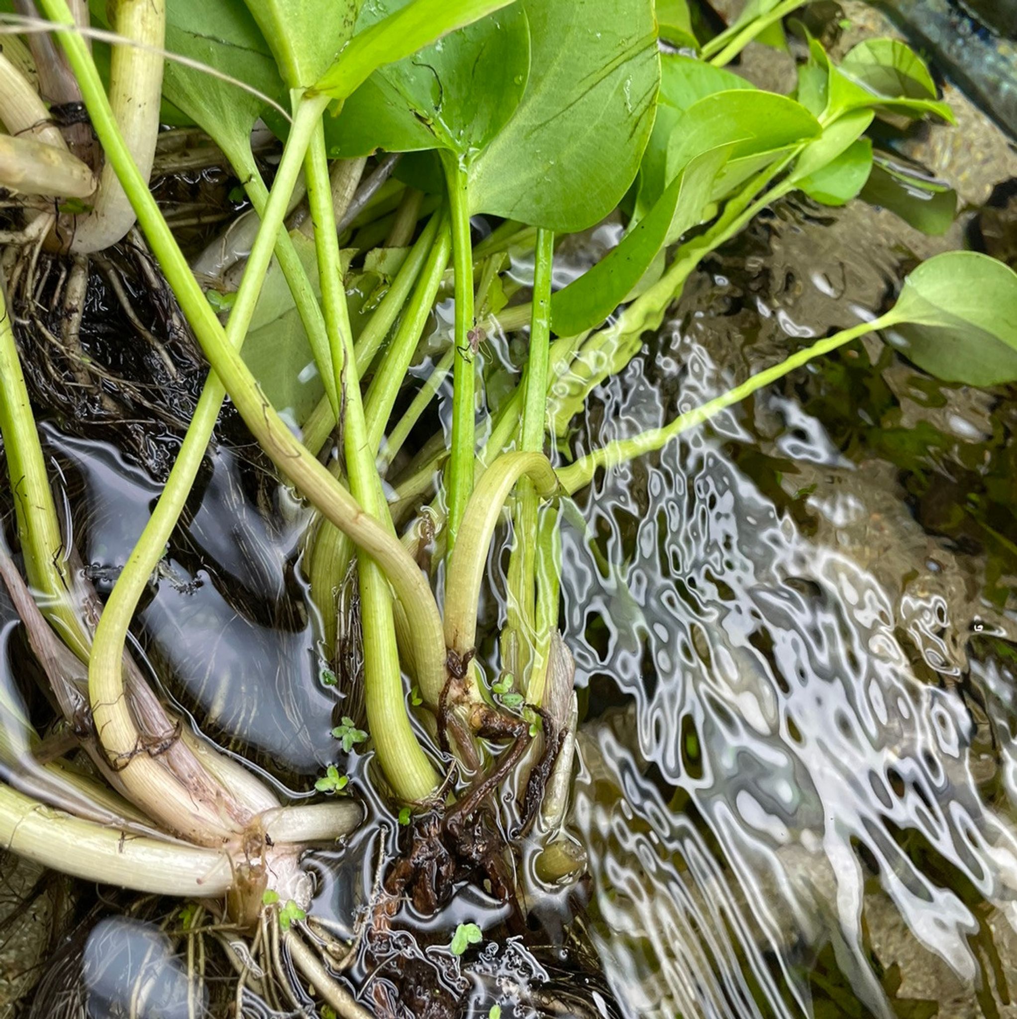 AMERICAN FROGBIT 'Spongeplant'