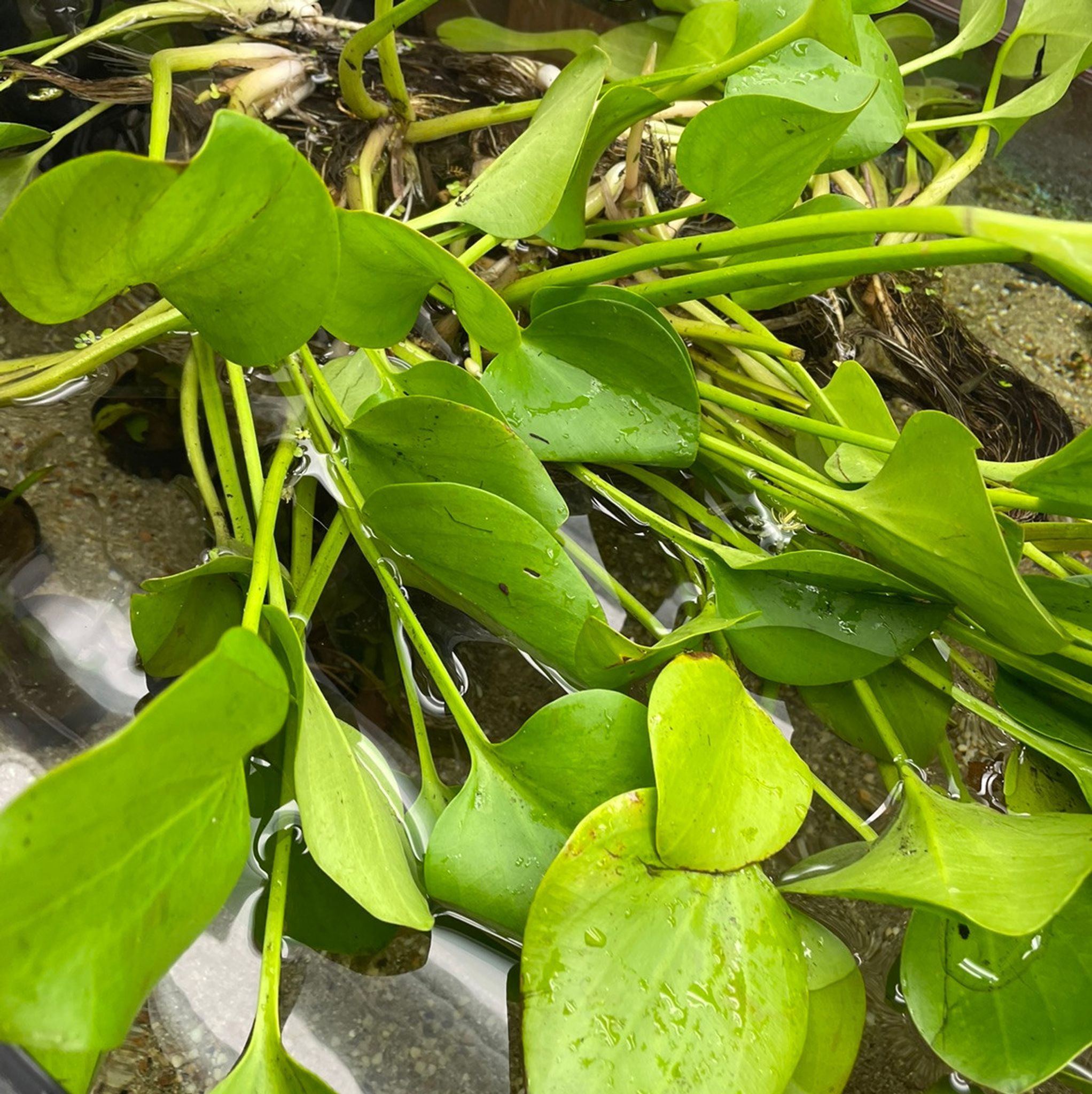 AMERICAN FROGBIT 'Spongeplant'