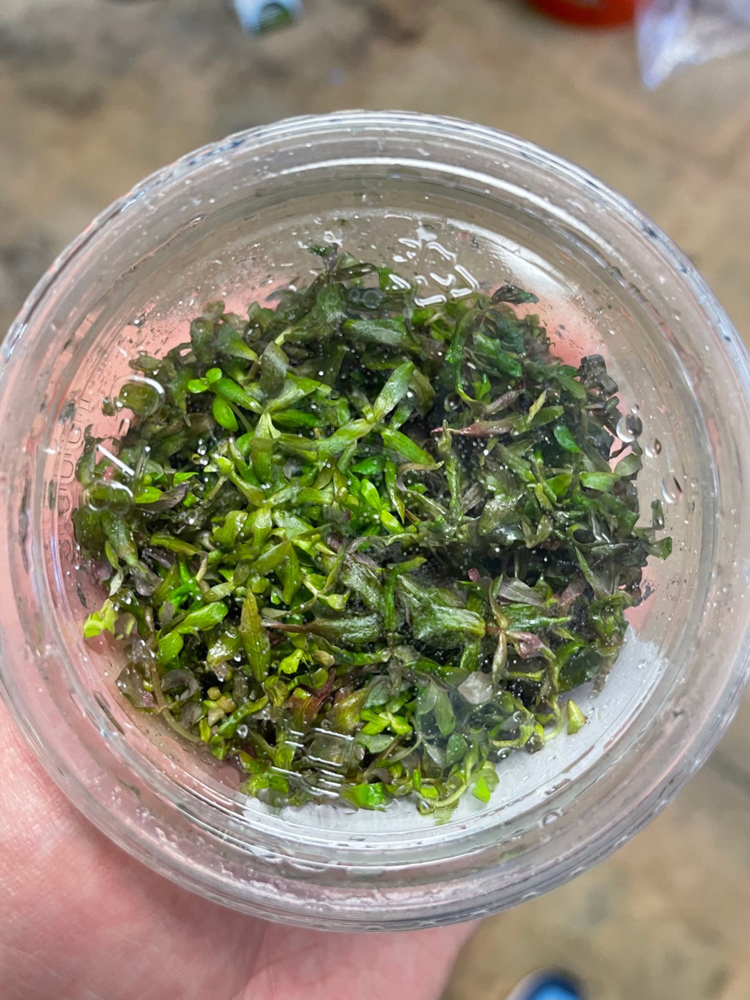 Ammania Sp."Bonsai" Tissue Culture