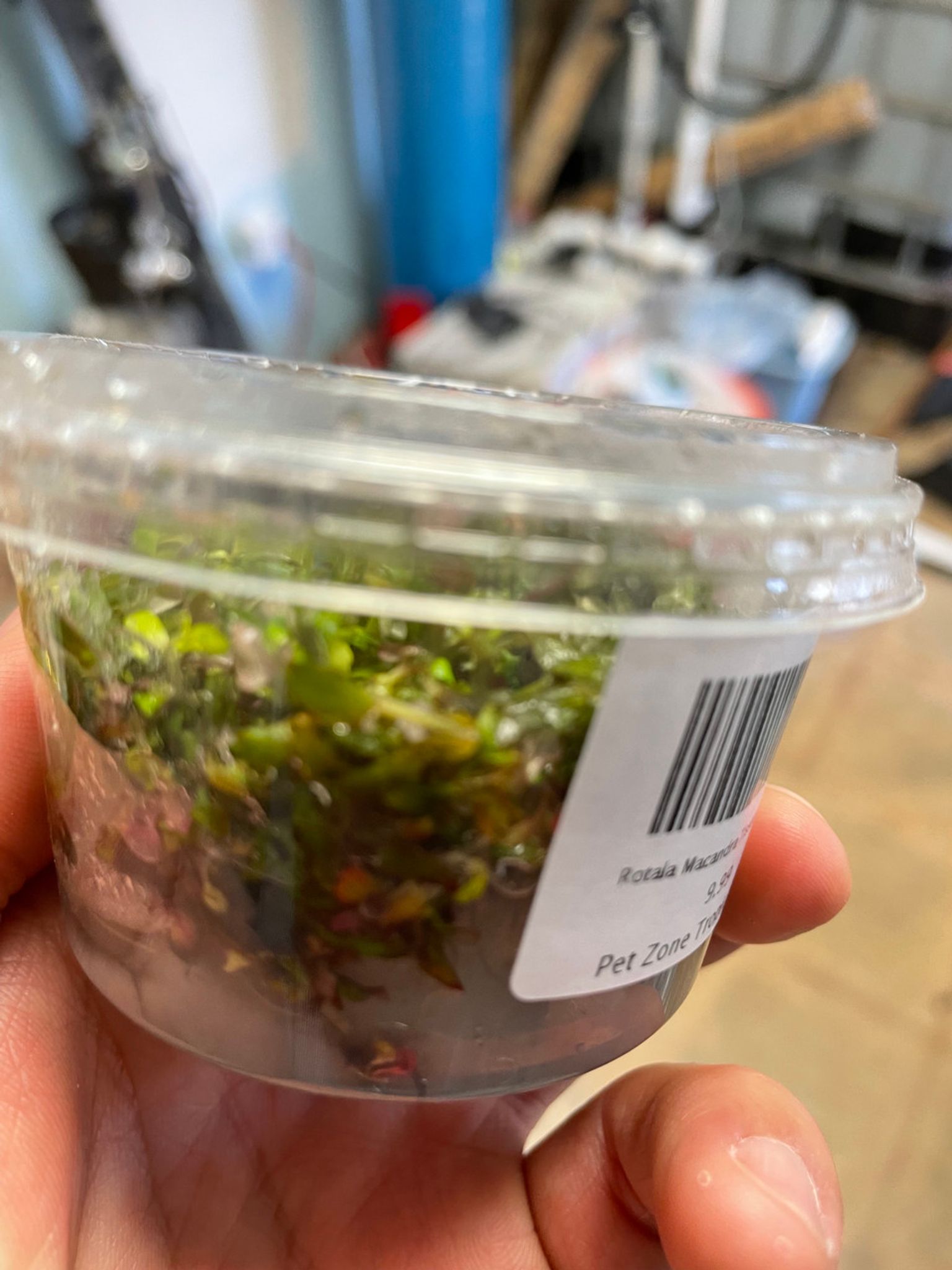 Ammania Sp."Bonsai" Tissue Culture