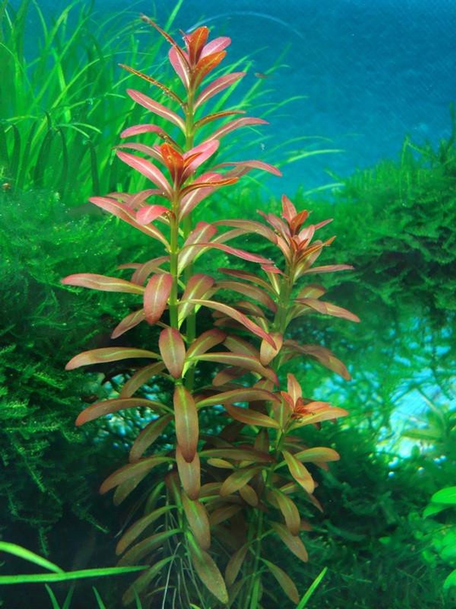 AMMANIA SP SULAWESI Bunched