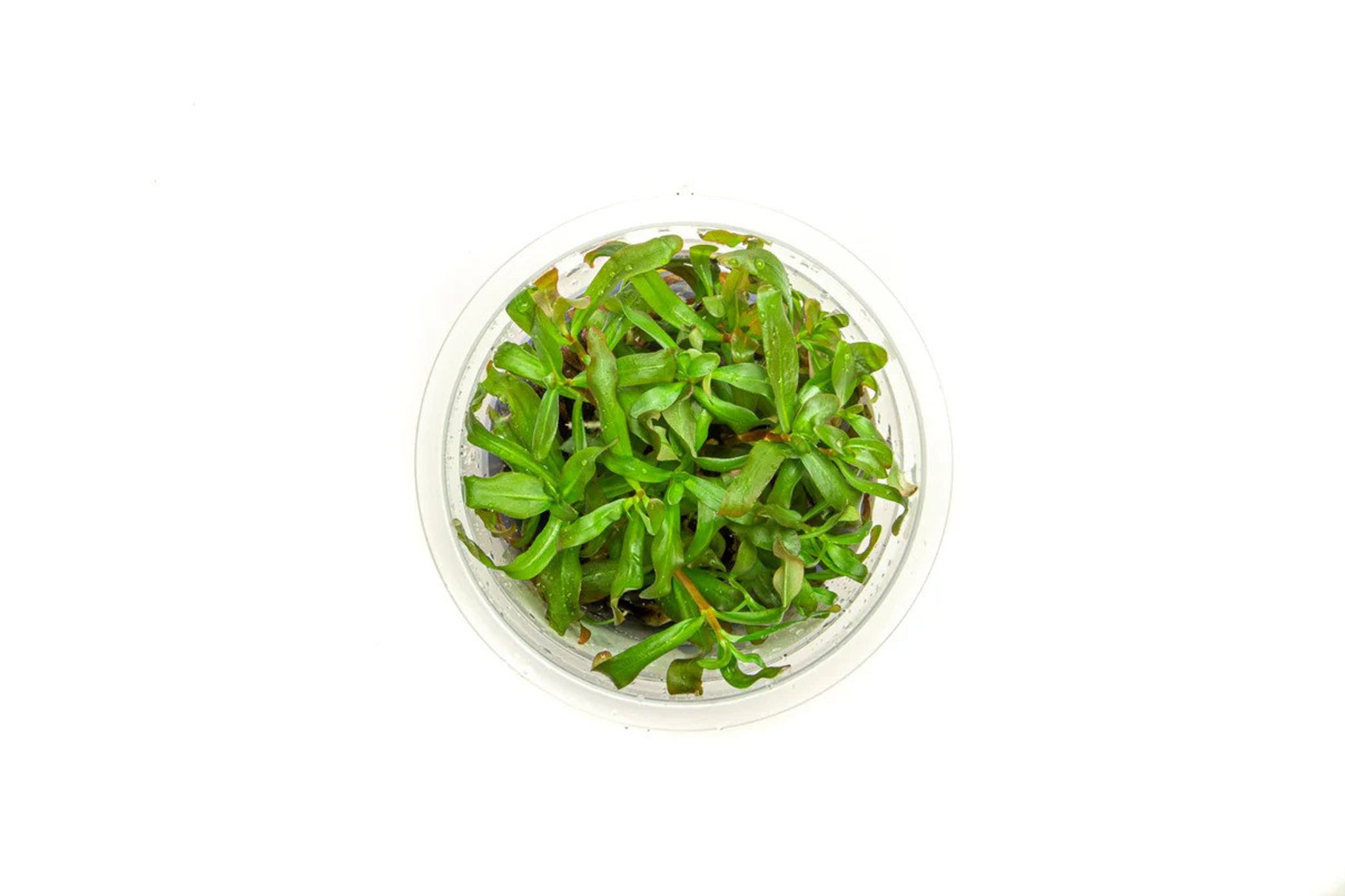 Ammannia Gracillis Aquatic Farmer Tissue Culture