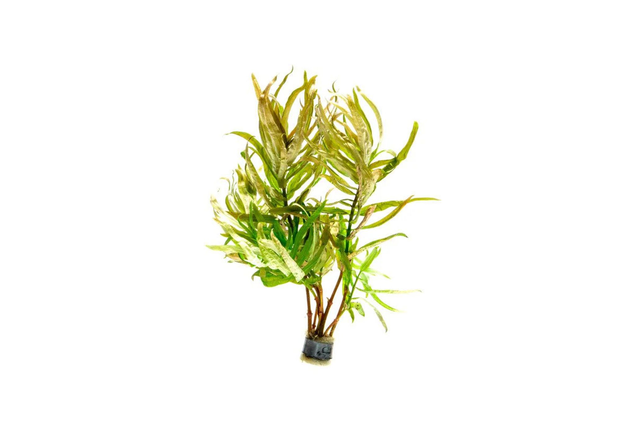 Ammannia Sp Nesaea Crassicaulis