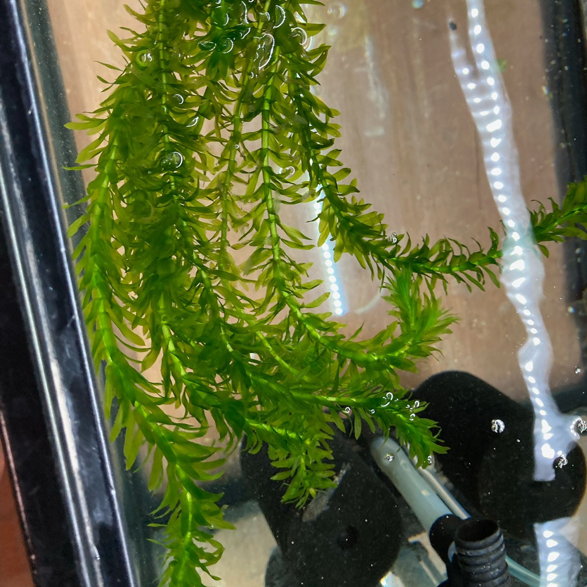 Anacharis (Egeria densa)