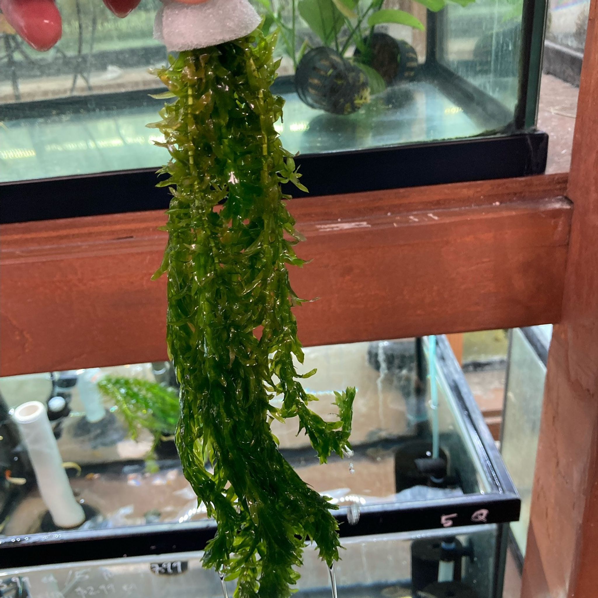 Anacharis (Egeria densa)