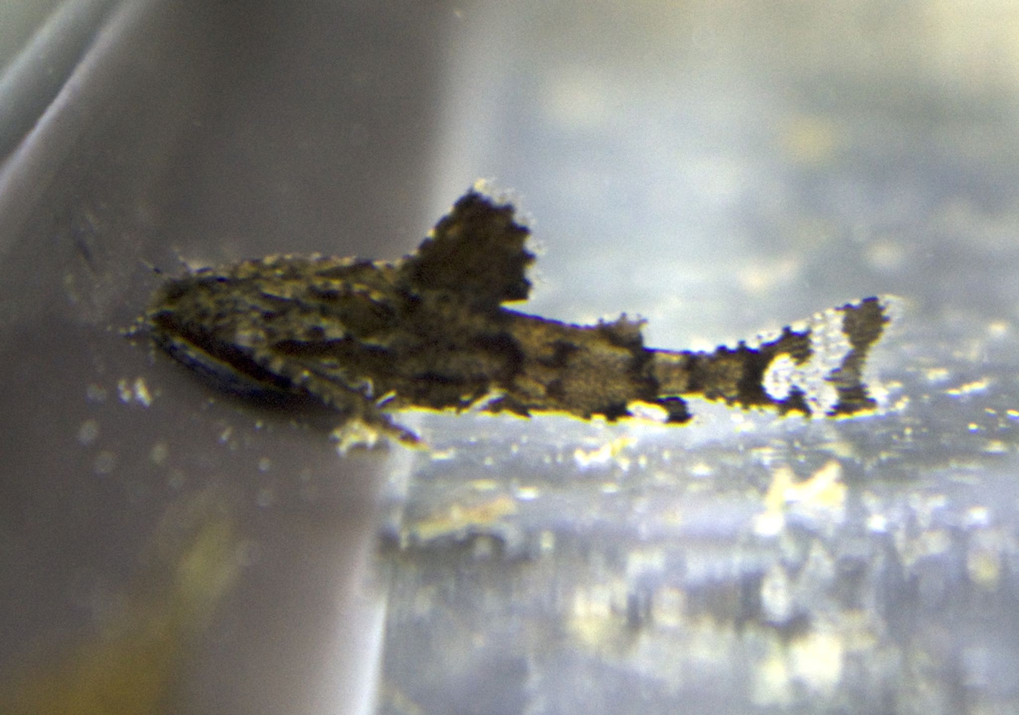 Anchor Catfish