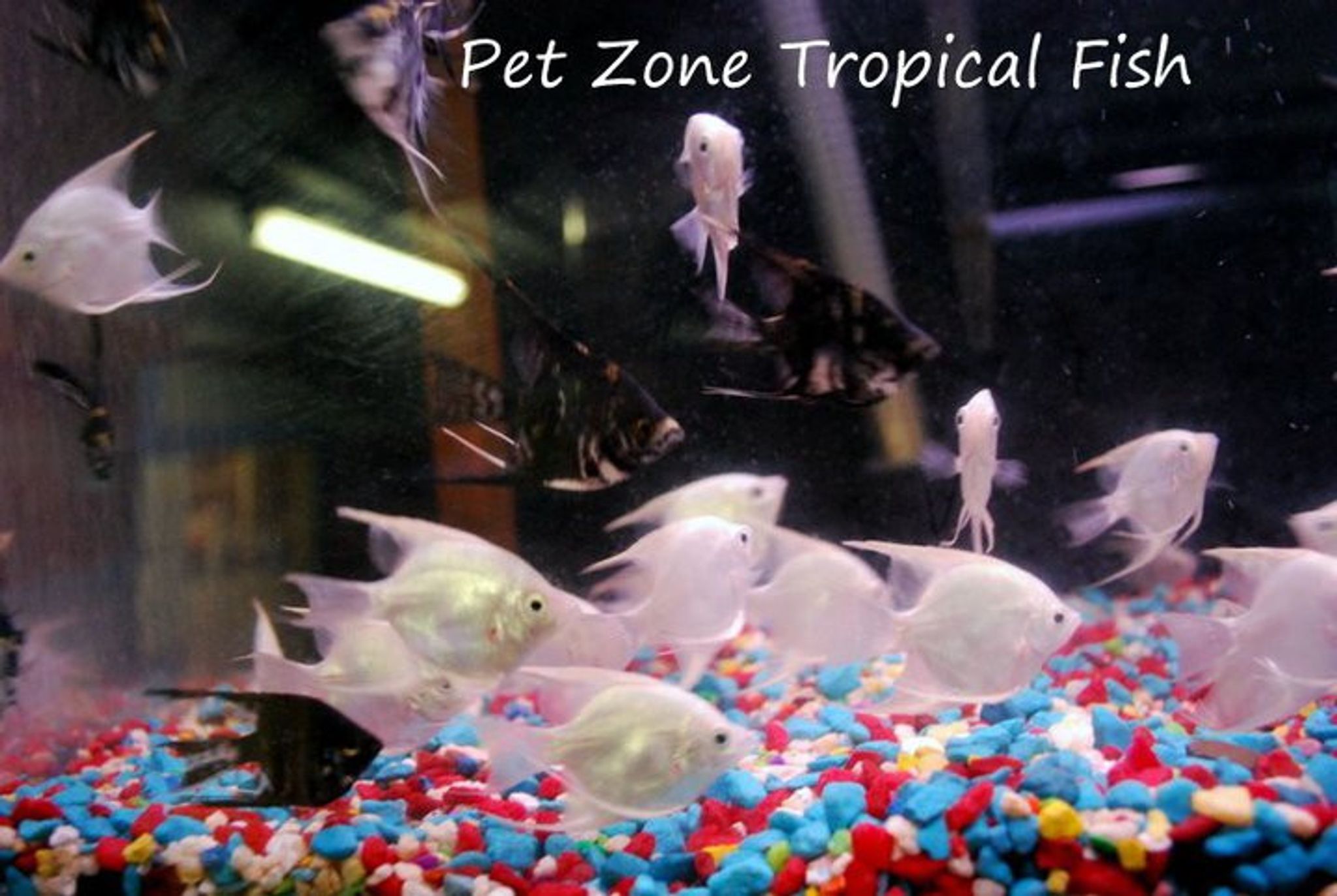 Angelfish - Pterophyllum scalare