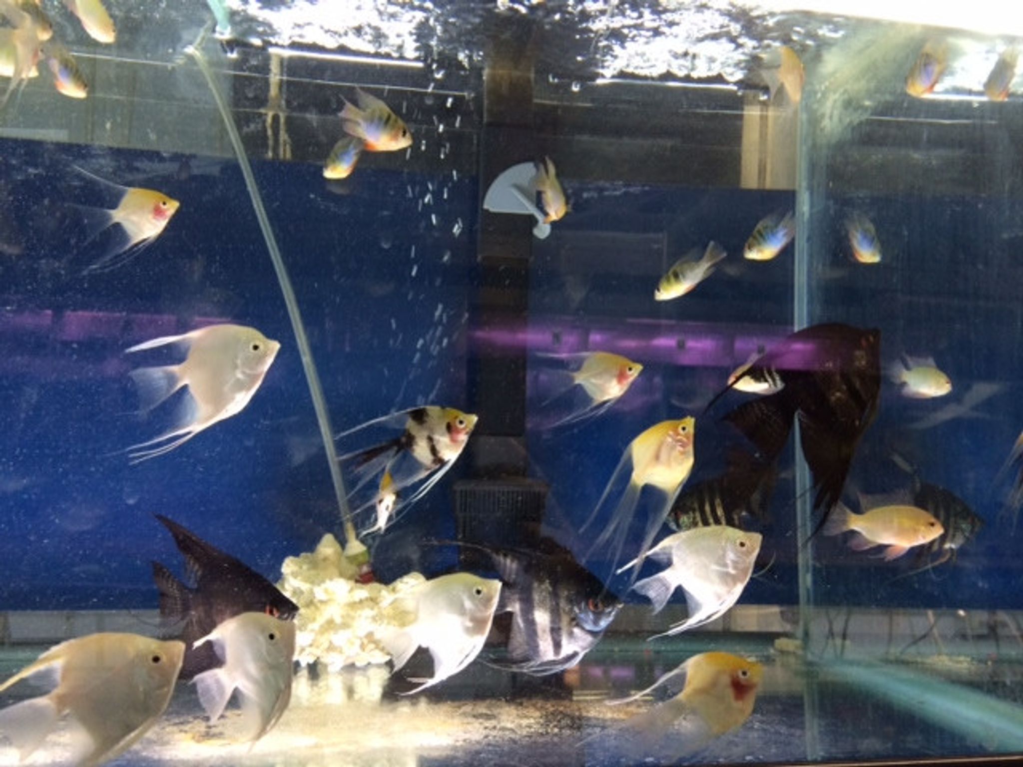 Angelfish - Pterophyllum scalare
