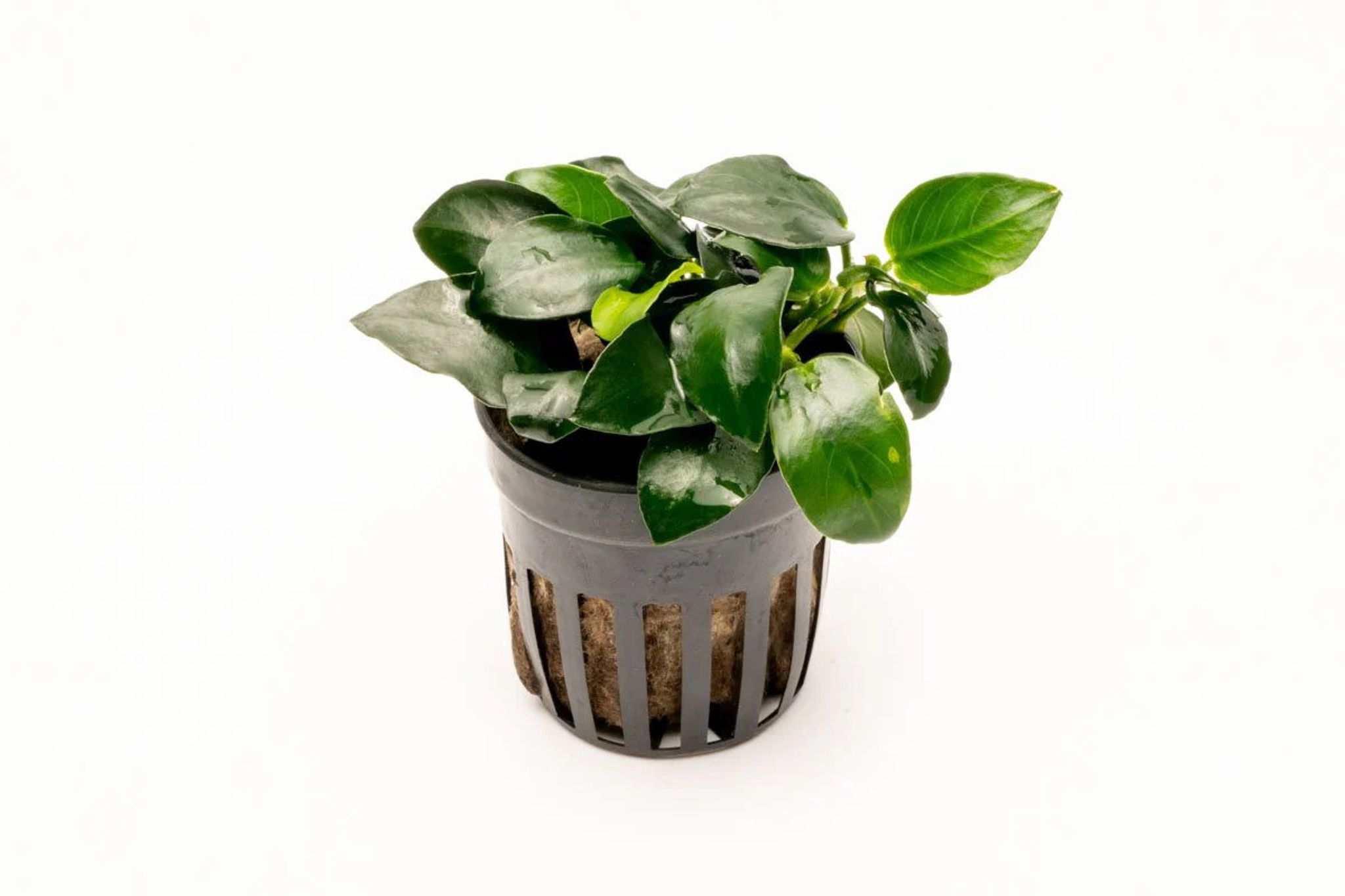ANUBIAS BARTERI ROUND LEAF LOOSE