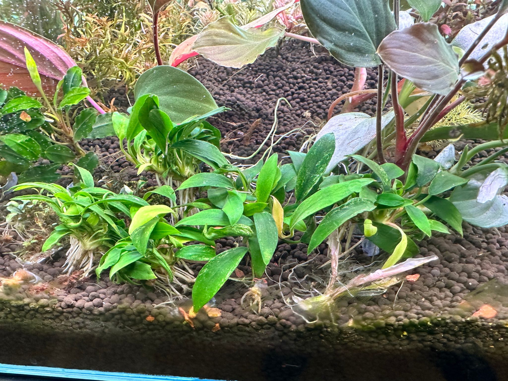 Anubias Chili Jalapeno