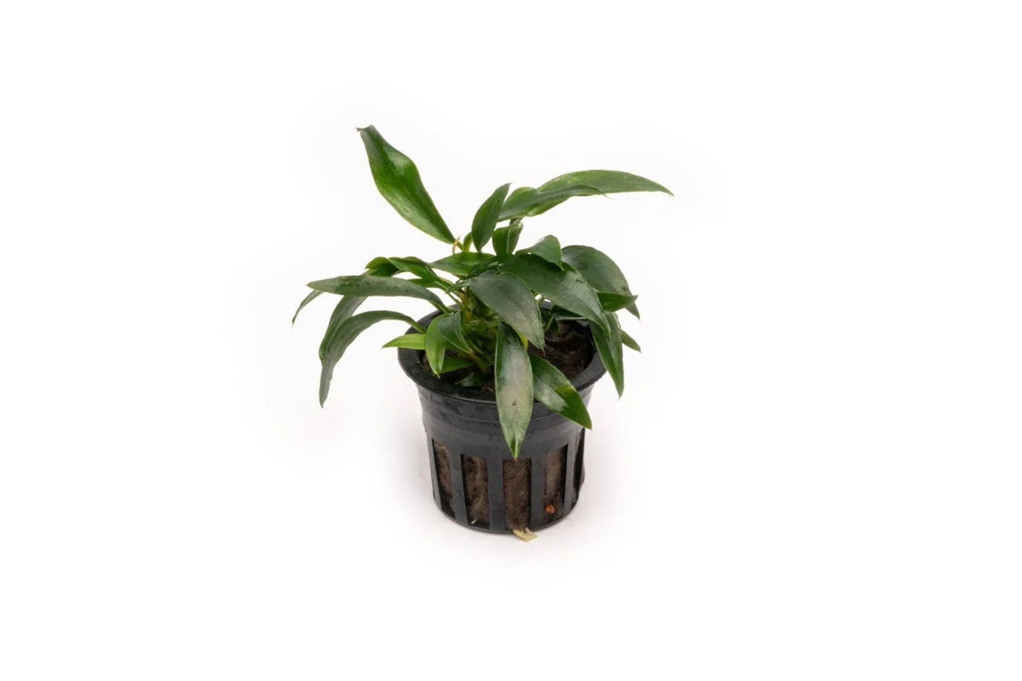 Anubias Chili Jalapeno