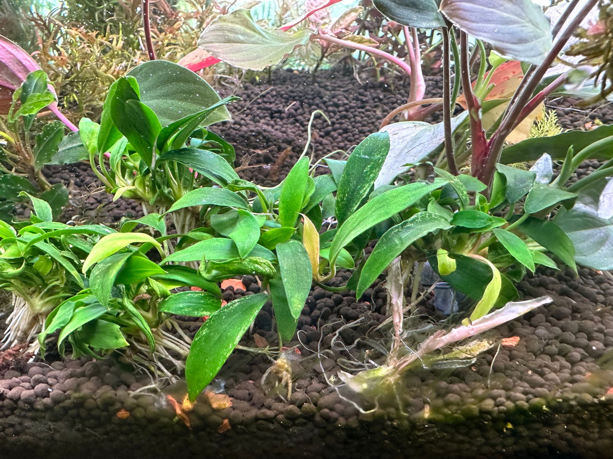 Anubias Chili Jalapeno