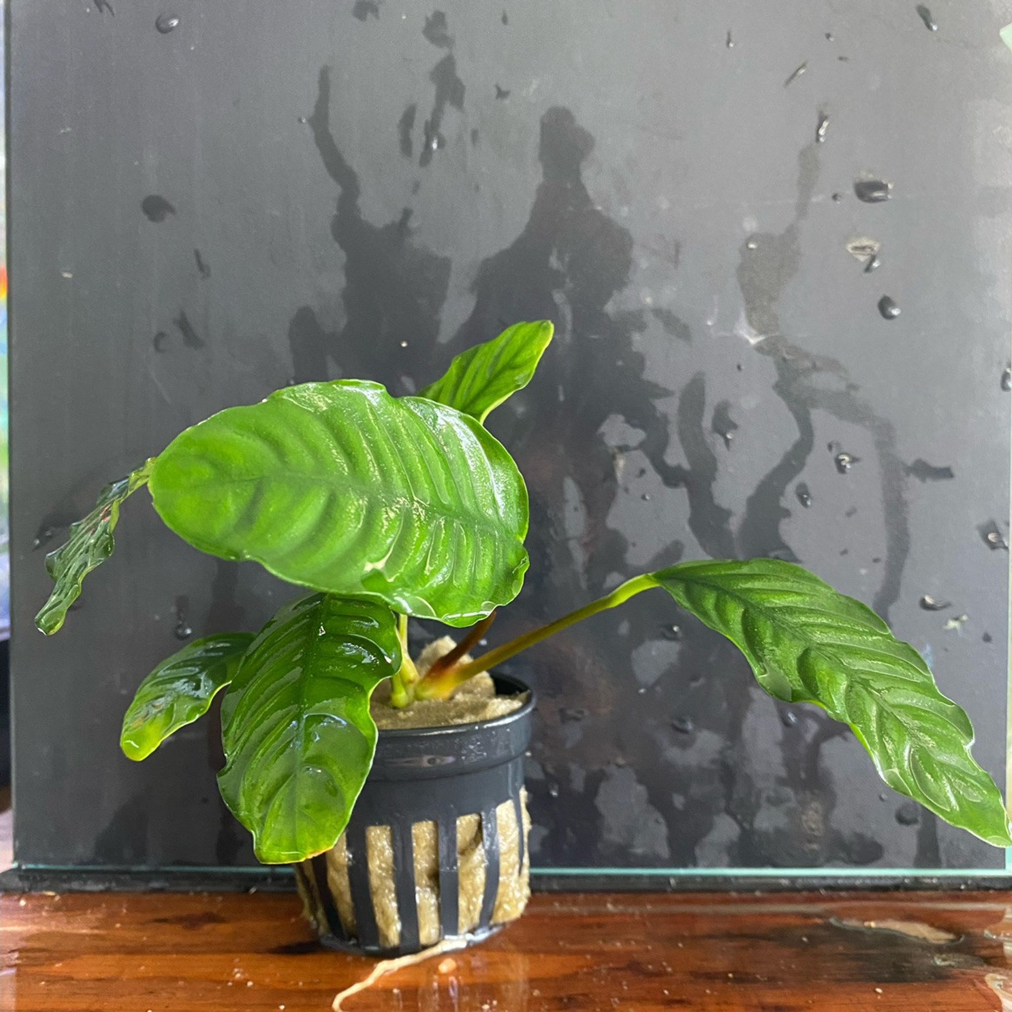 Anubias Coffeefolia