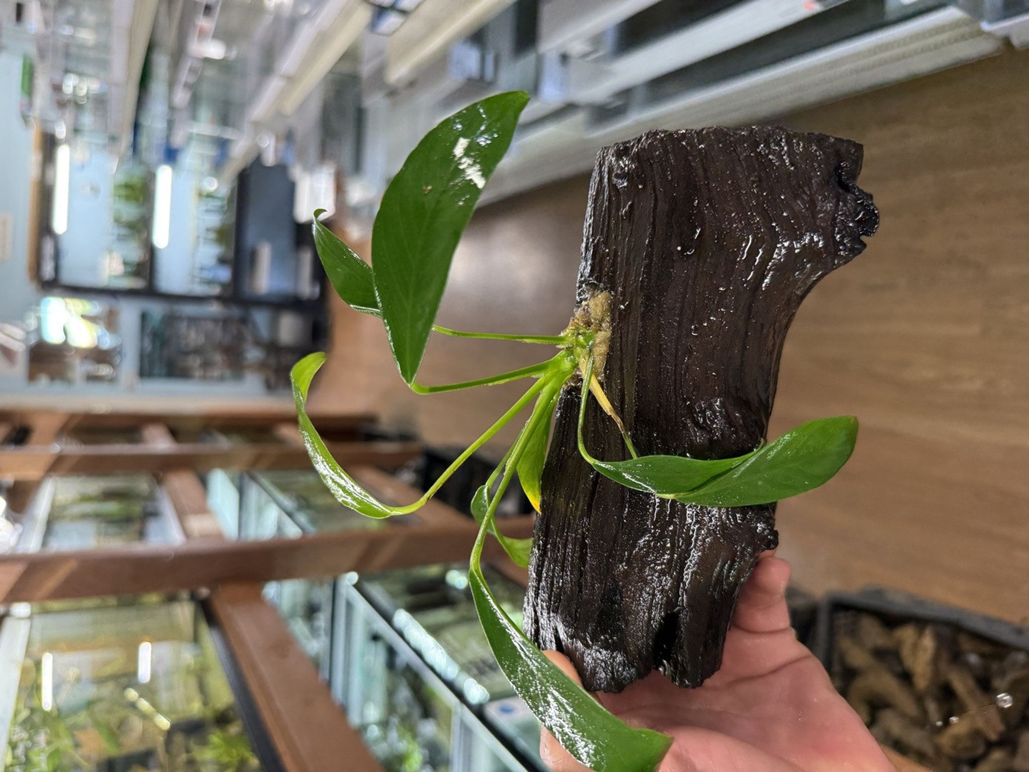 Anubias Driftwood