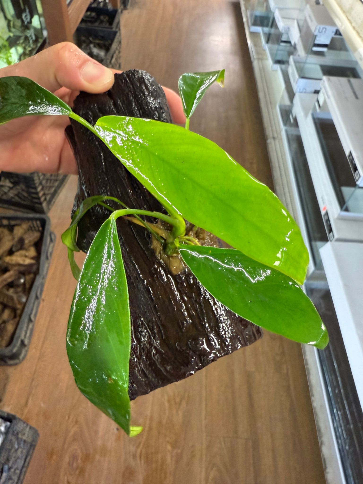 Anubias Driftwood
