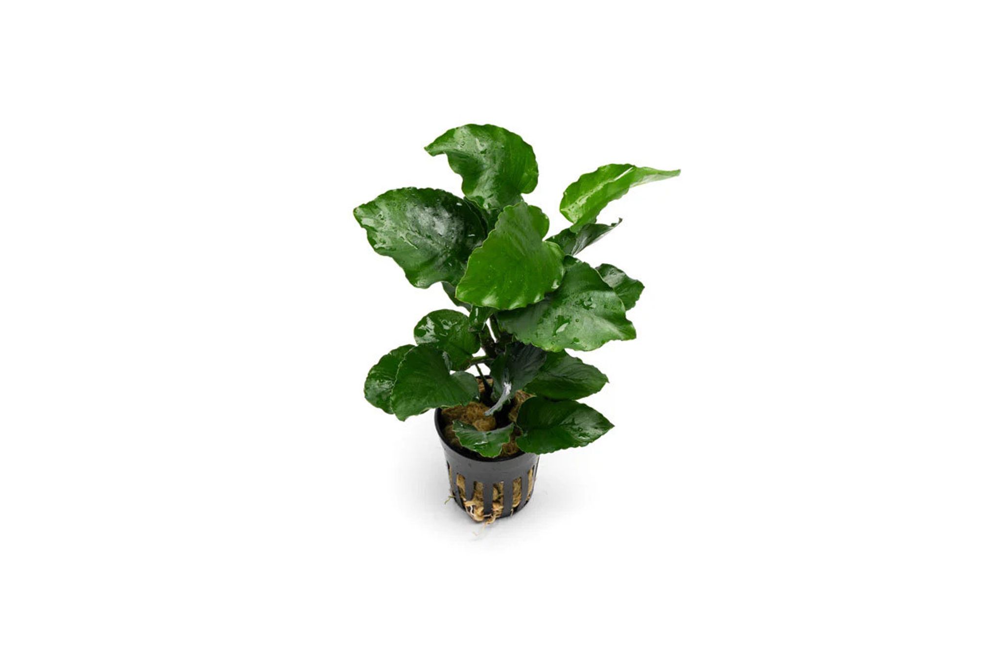 Anubias Emerald Bloom
