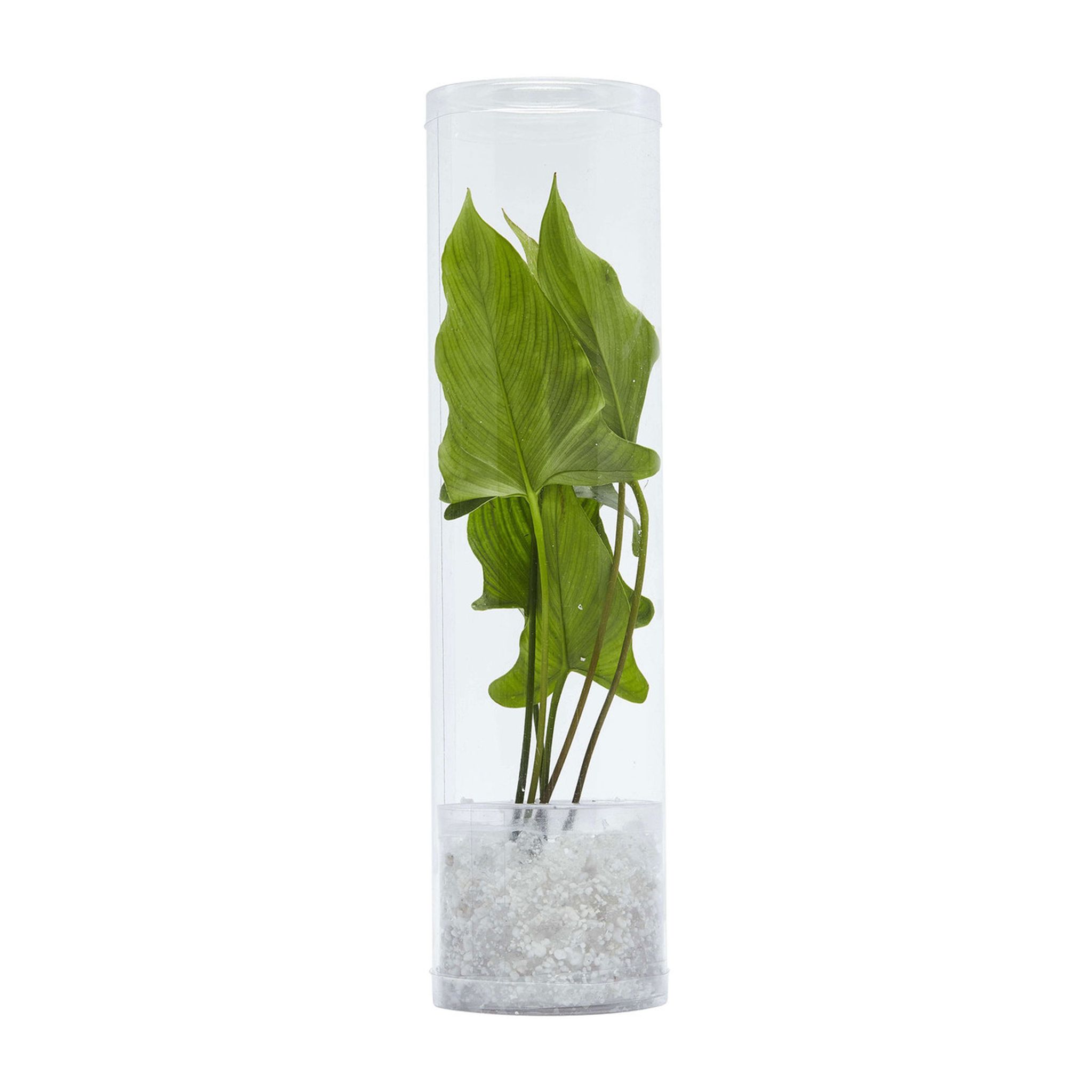 Anubias Gigantea Loose