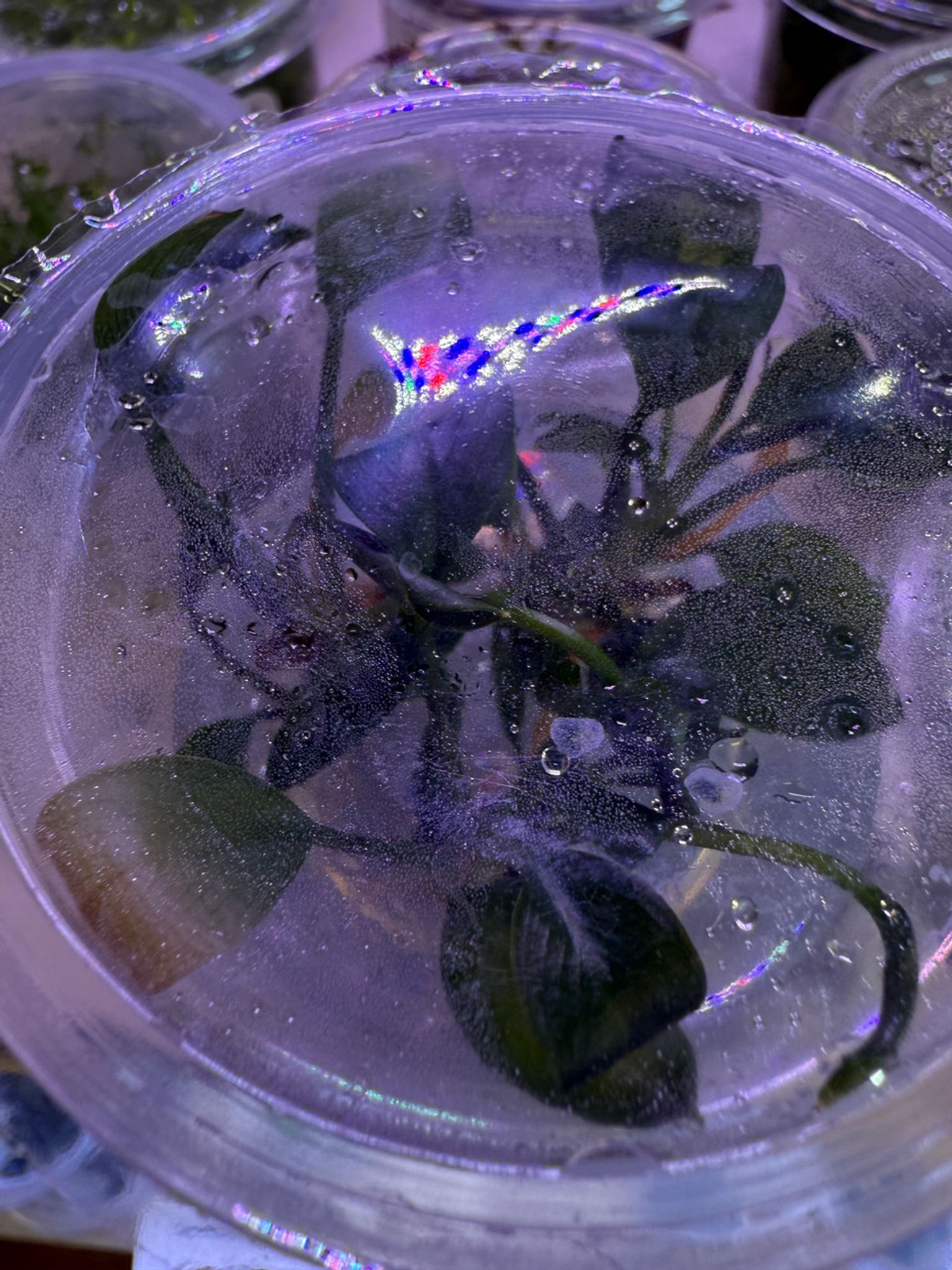 Anubias Gigantea