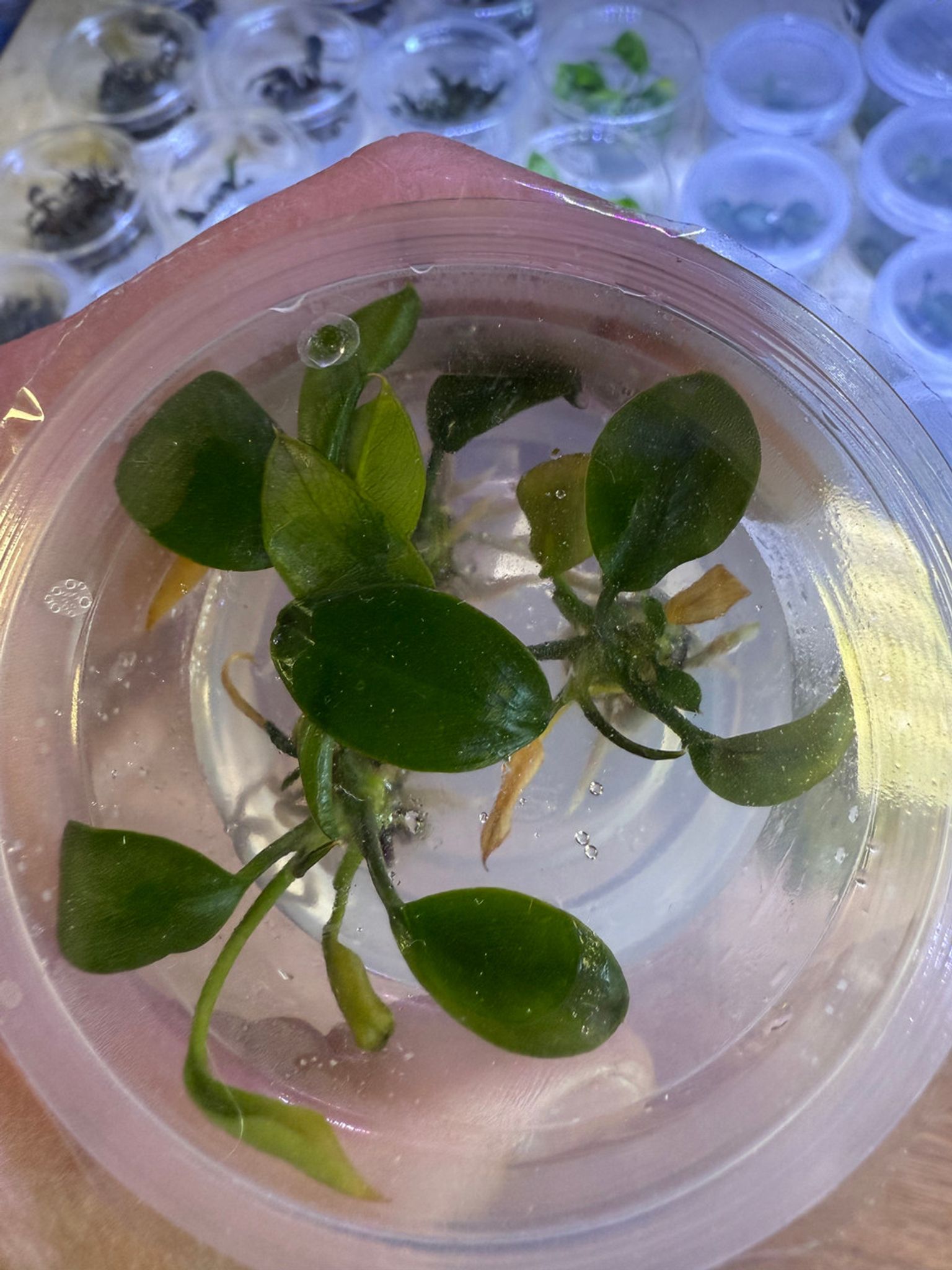 Anubias Gigantea