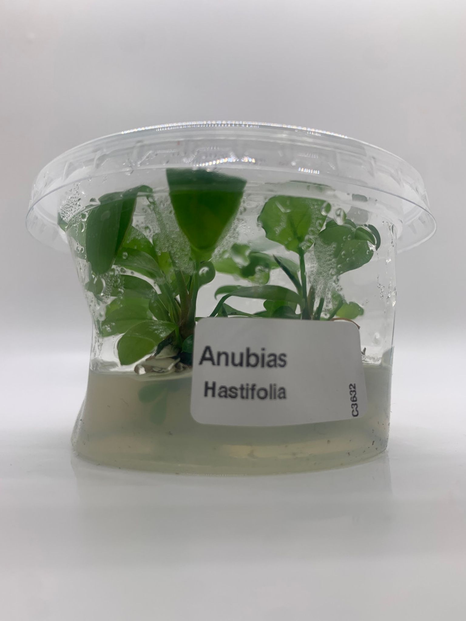 Anubias Hastifolia Tissue Culture