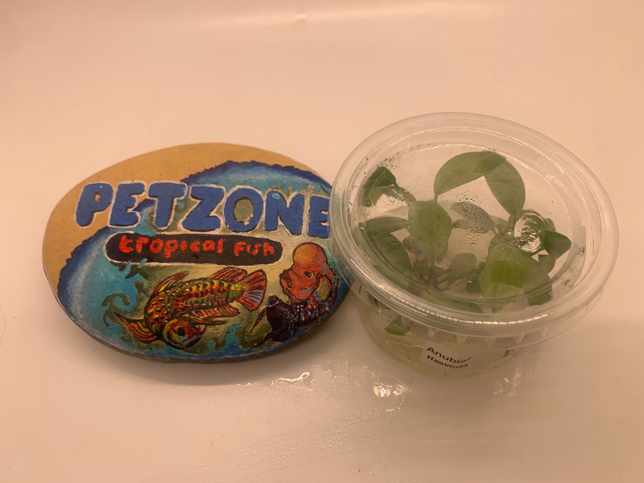 Anubias Hastifolia Tissue Culture