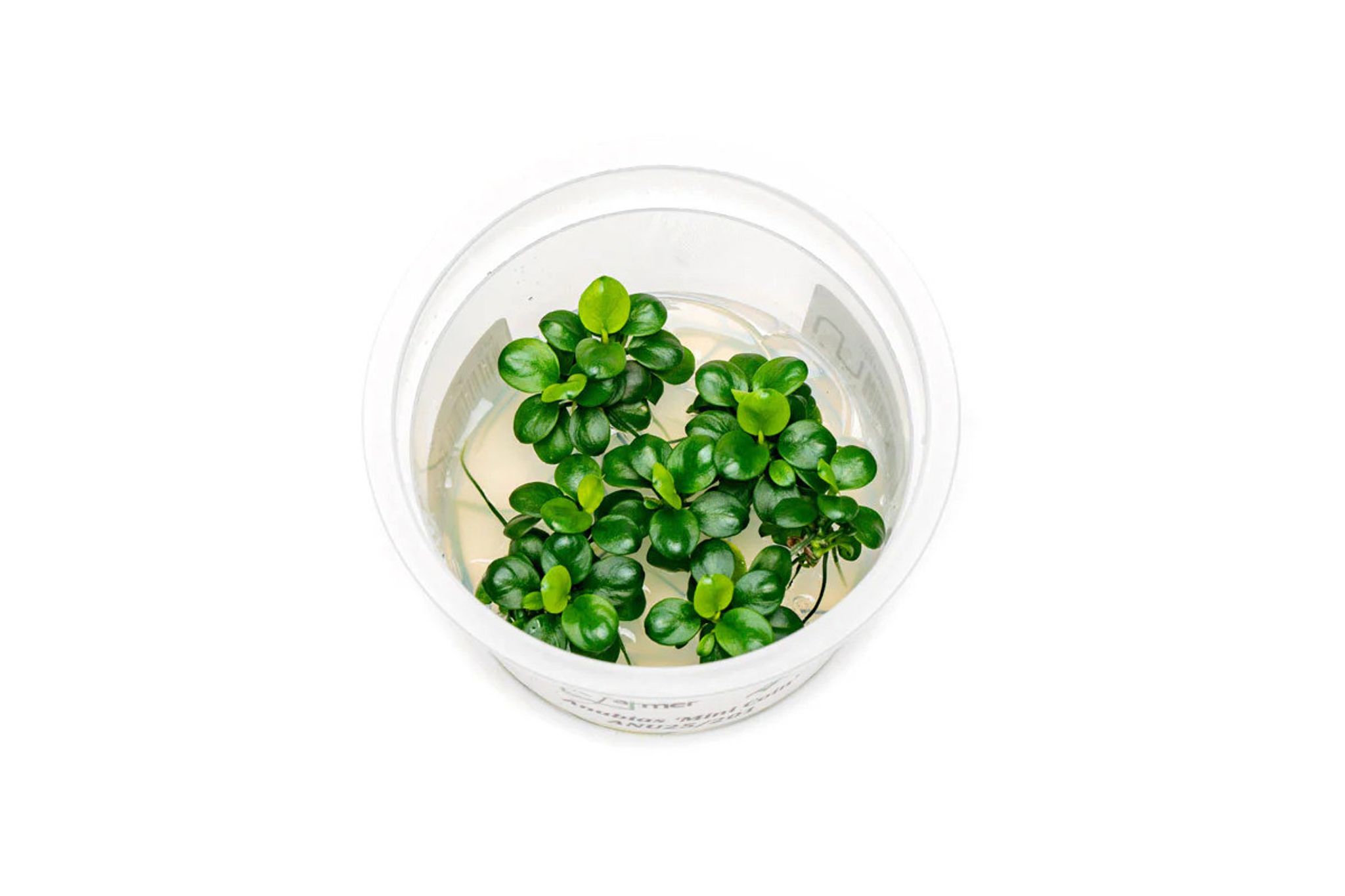 Anubias Mini Coin Tissue Culture