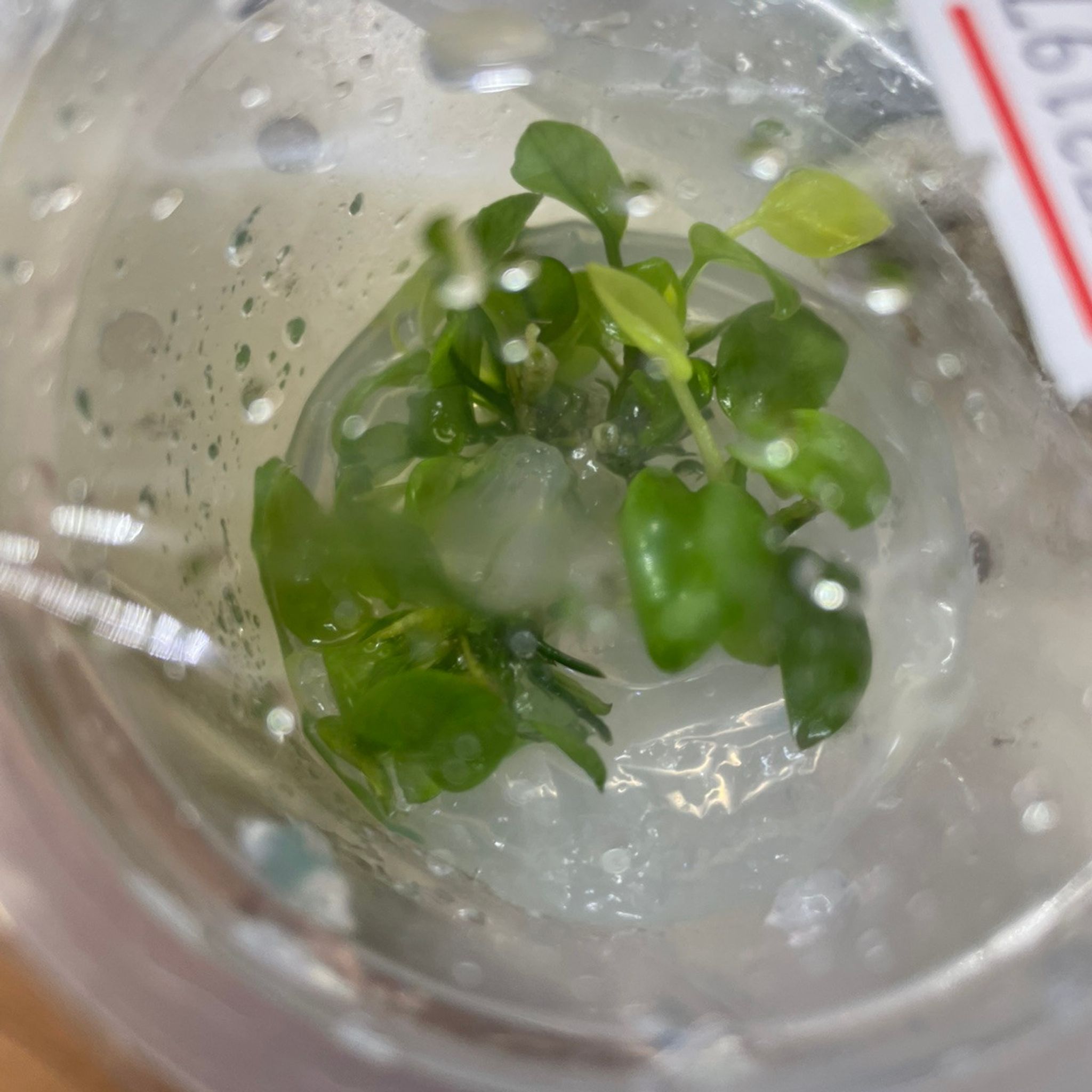Anubias Nana Golden Tissue Culture