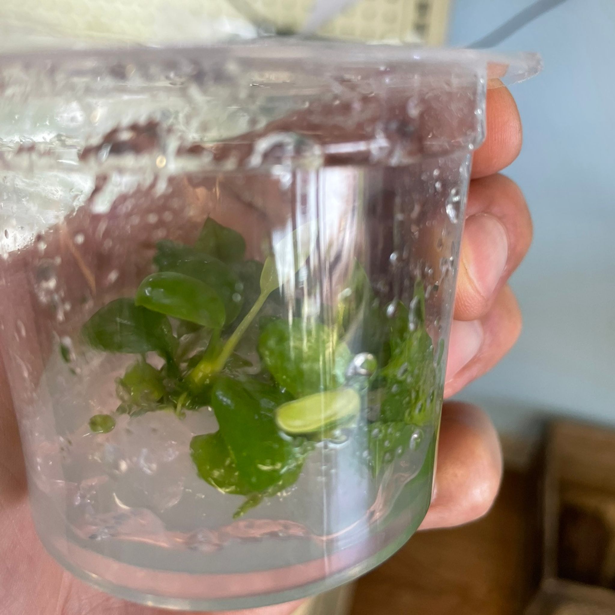 Anubias Nana Golden Tissue Culture