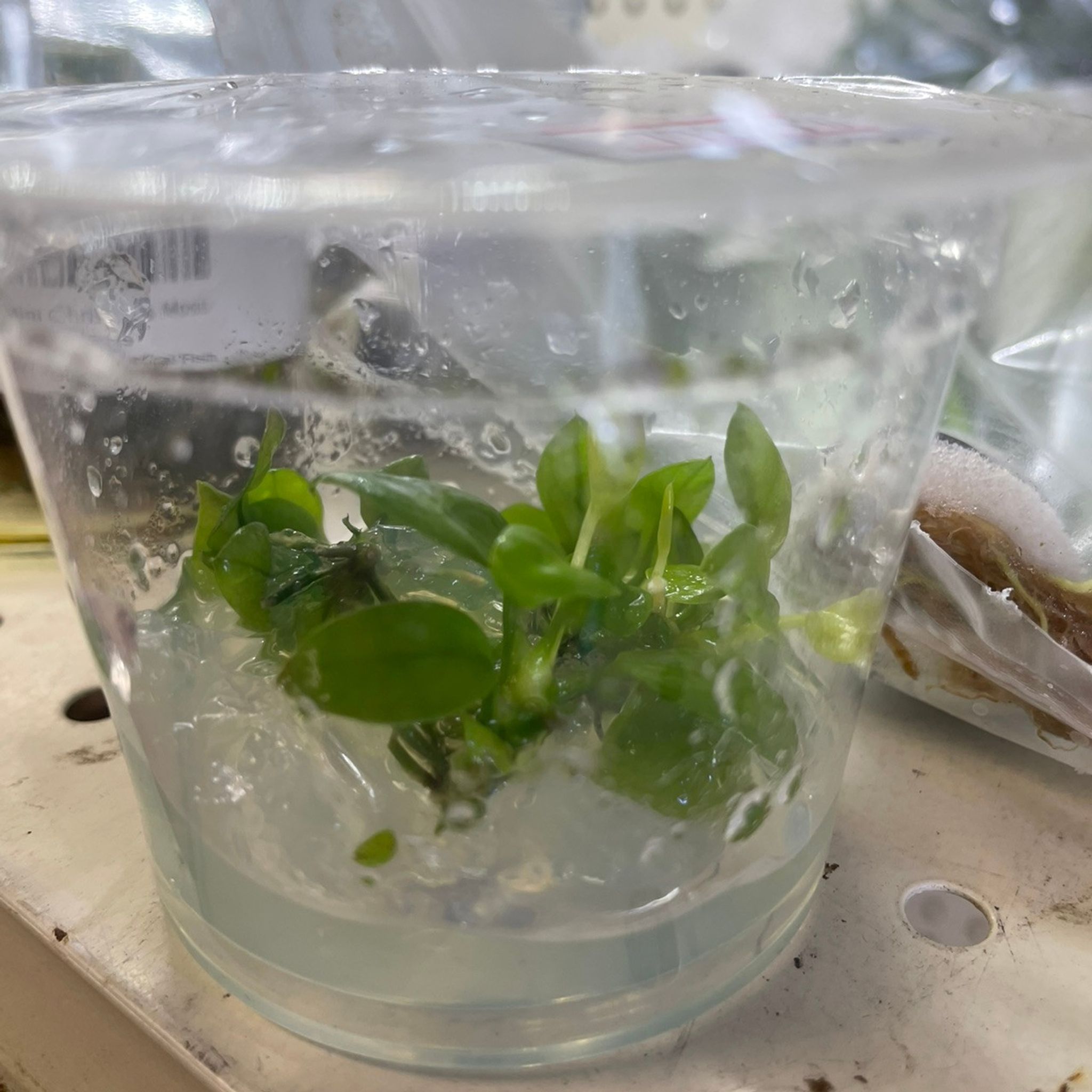 Anubias Nana Golden Tissue Culture