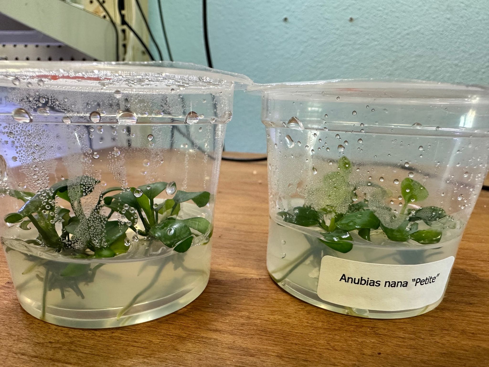 Anubias Nana Petite Tissue Culture
