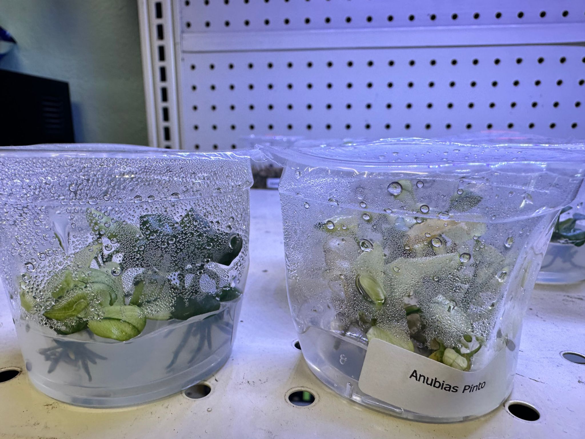 ANUBIAS NANA PINTO TISSUE CULTURE
