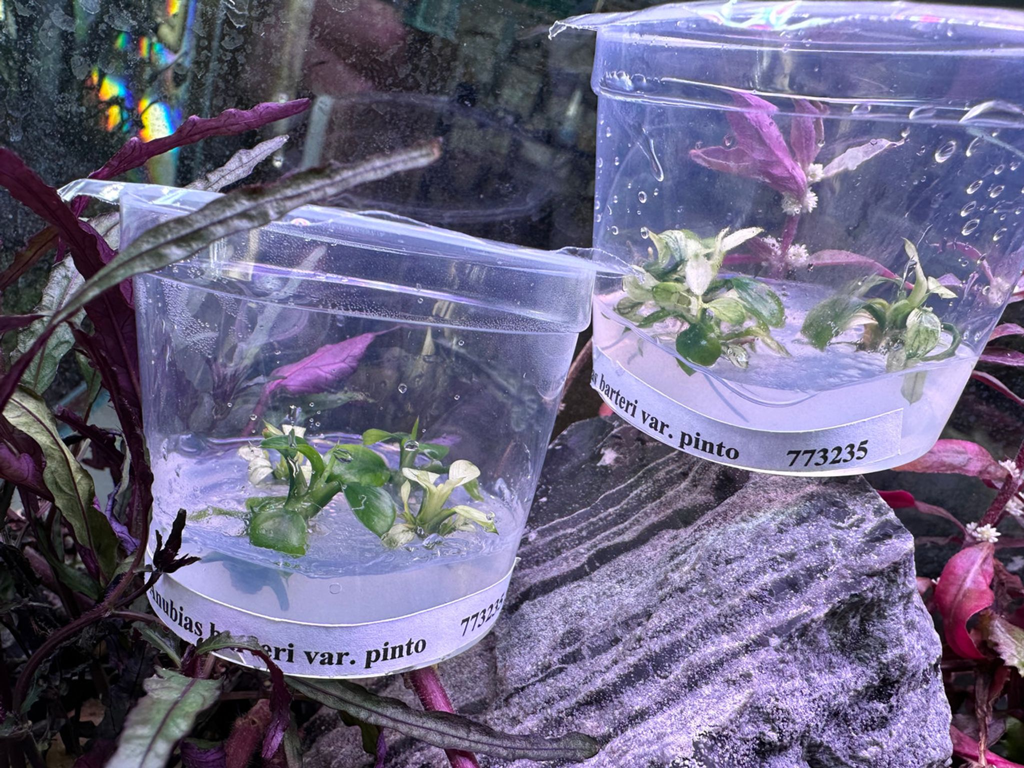 ANUBIAS NANA PINTO TISSUE CULTURE