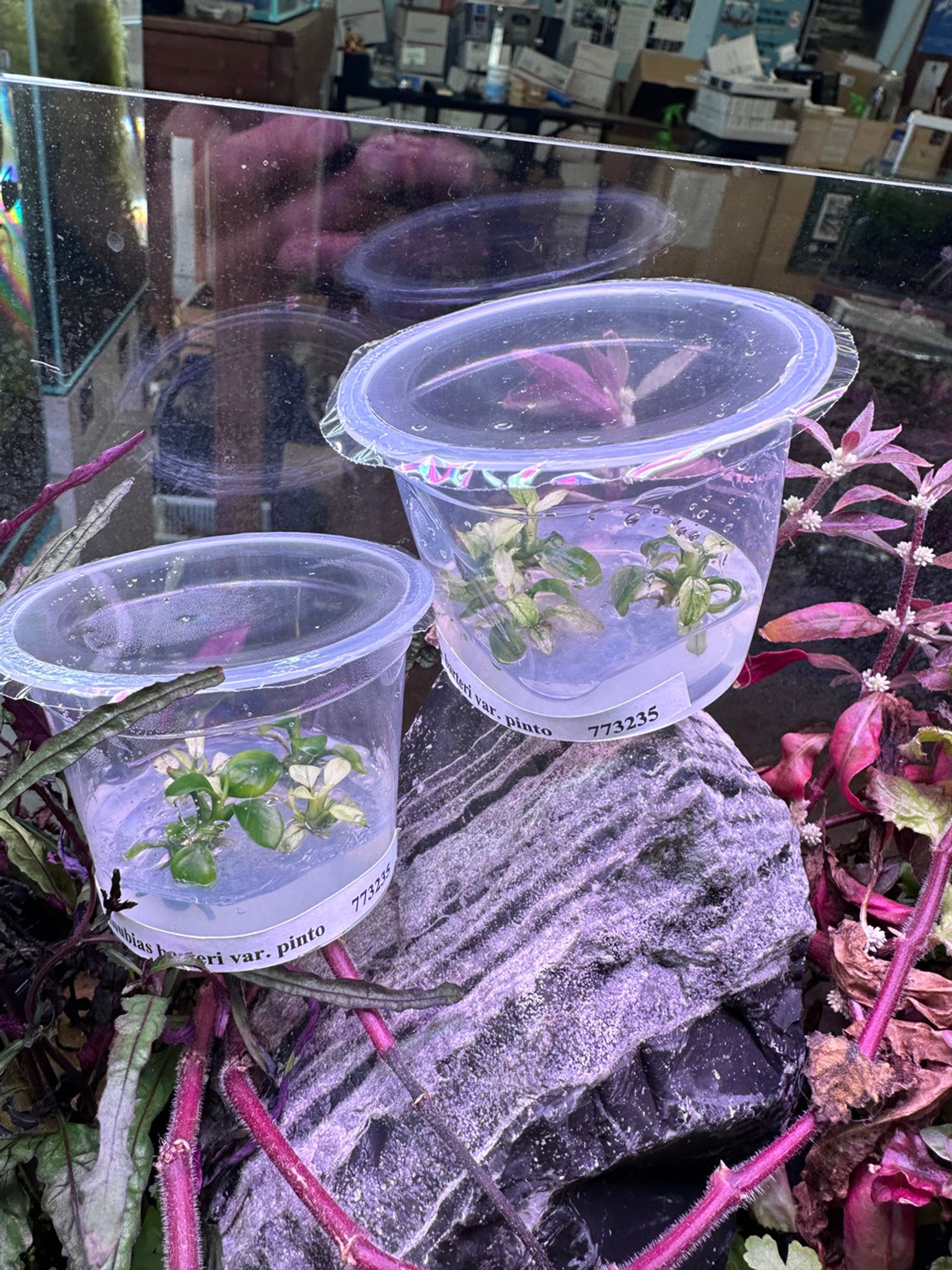 ANUBIAS NANA PINTO TISSUE CULTURE
