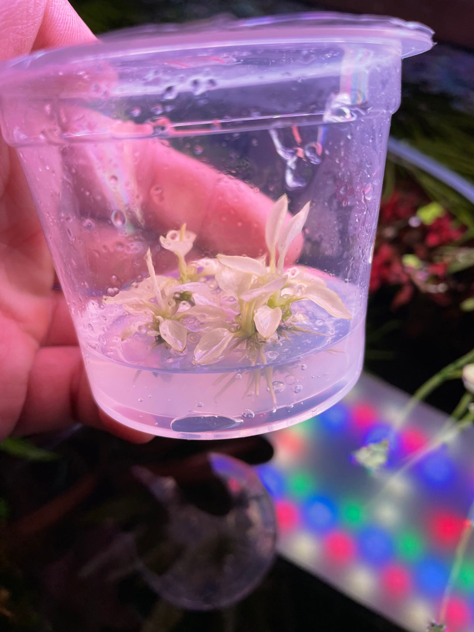 Anubias Nana Variegated Tissue Culture