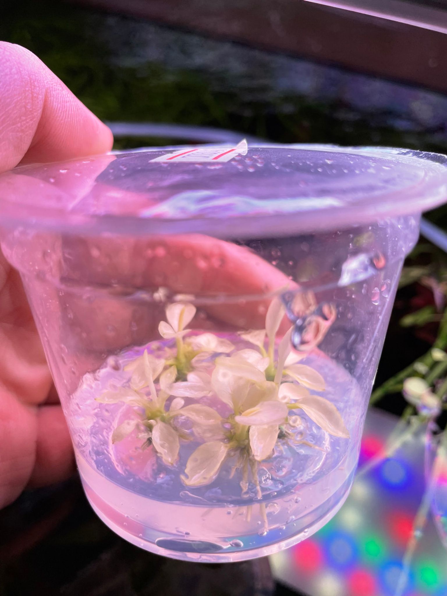 Anubias Nana Variegated Tissue Culture